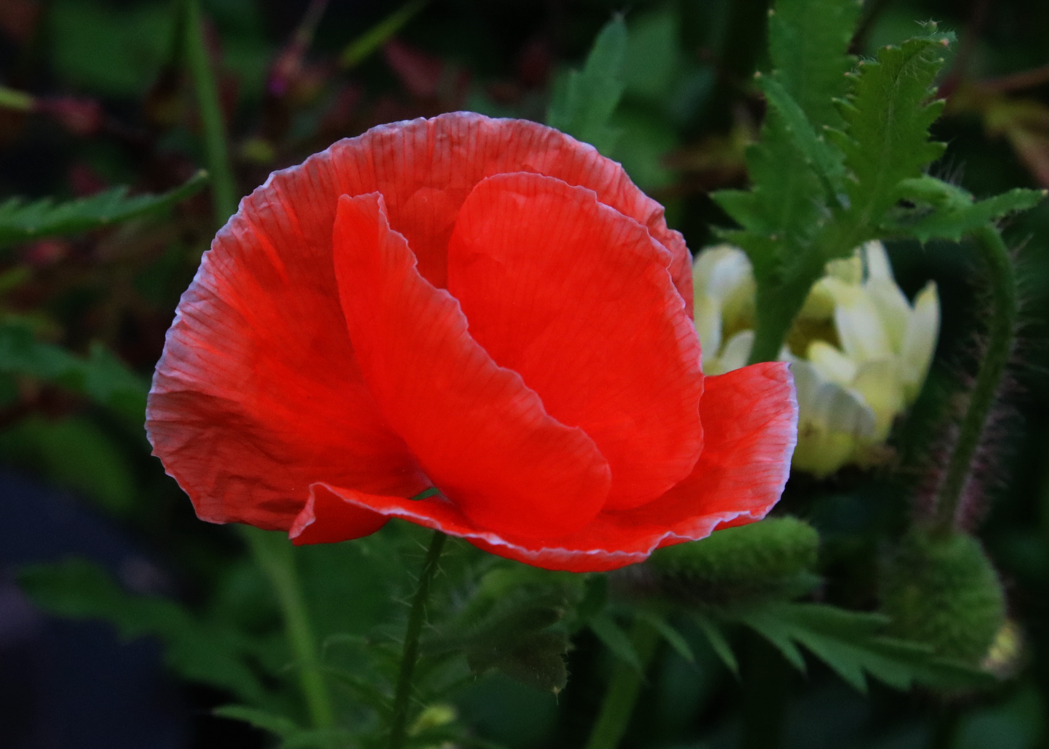 Canon EOS 750D (EOS Rebel T6i / EOS Kiss X8i) + Canon EF-S 18-55mm F3.5-5.6 IS sample photo. Poppy photography