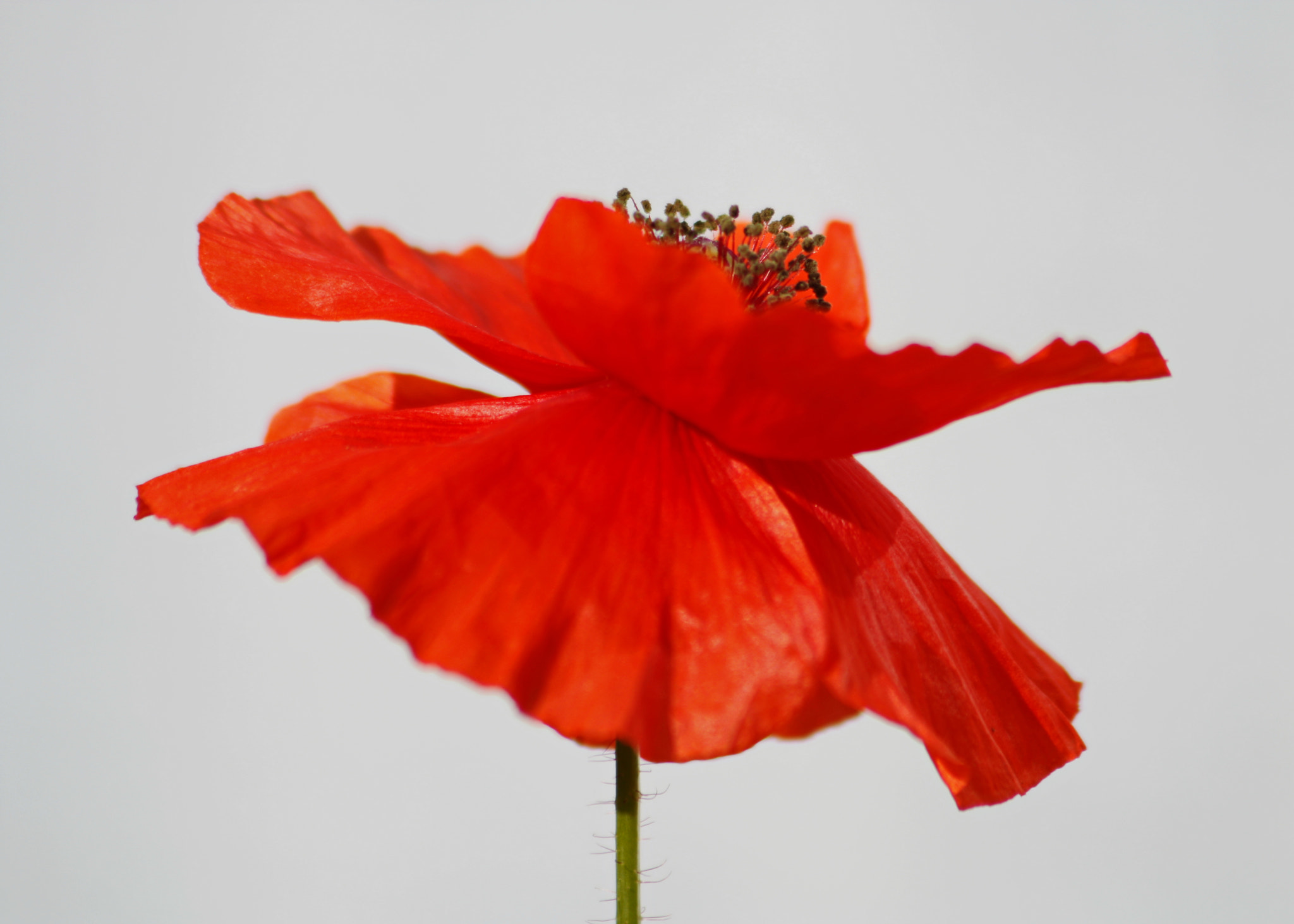 Canon EF 75-300mm F4.0-5.6 IS USM sample photo. The red poppy photography