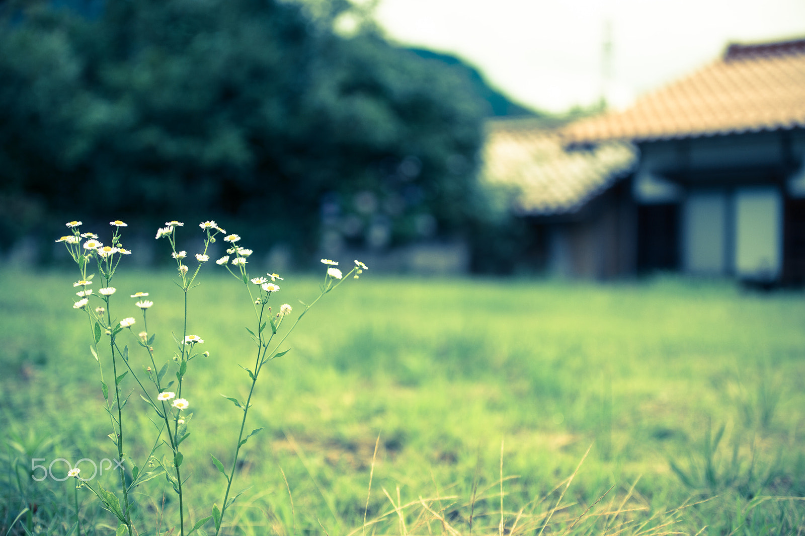 Tamron SP 70-200mm F2.8 Di VC USD sample photo. Rural backyard photography