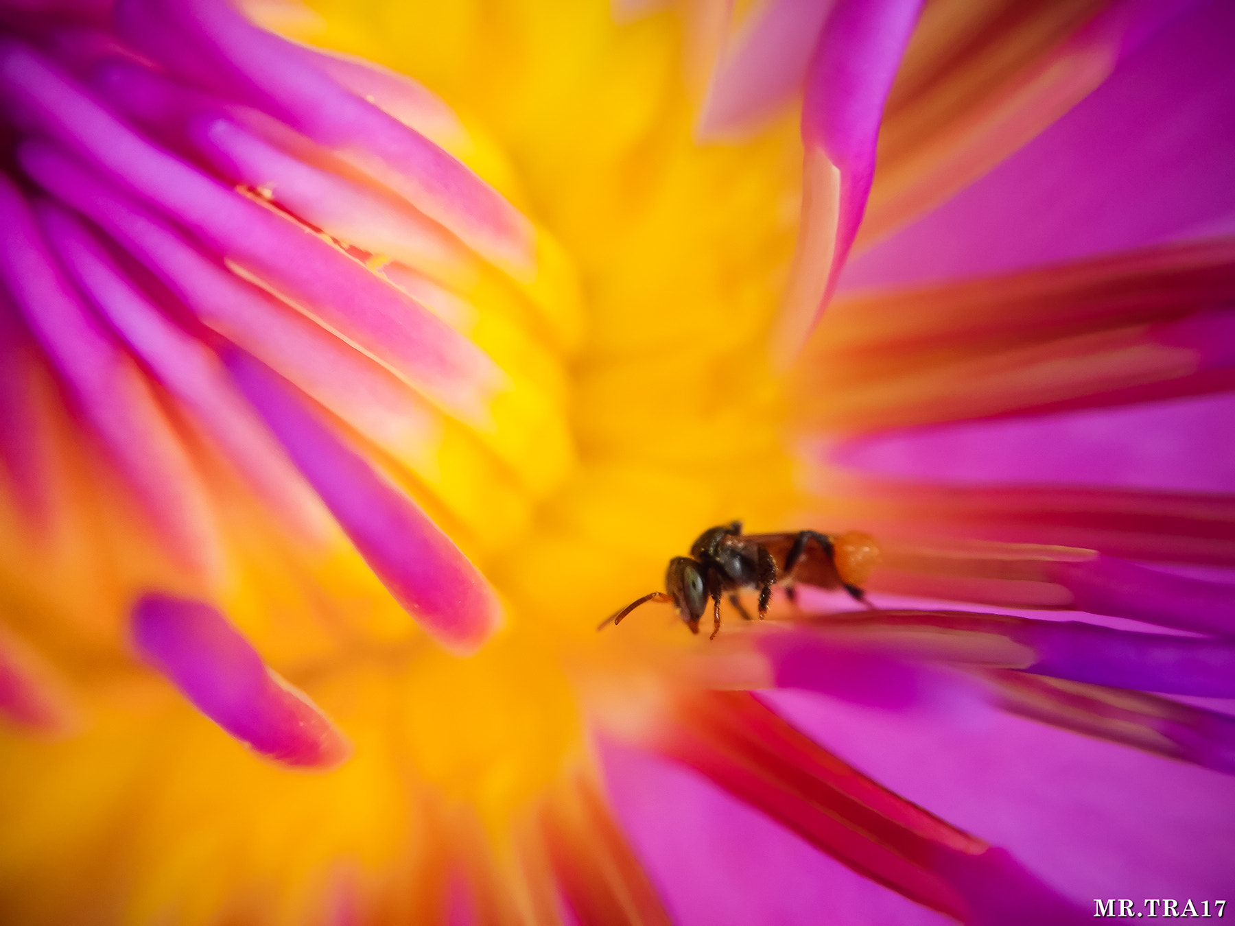 Xiaomi MI3 sample photo. Honey bee photography