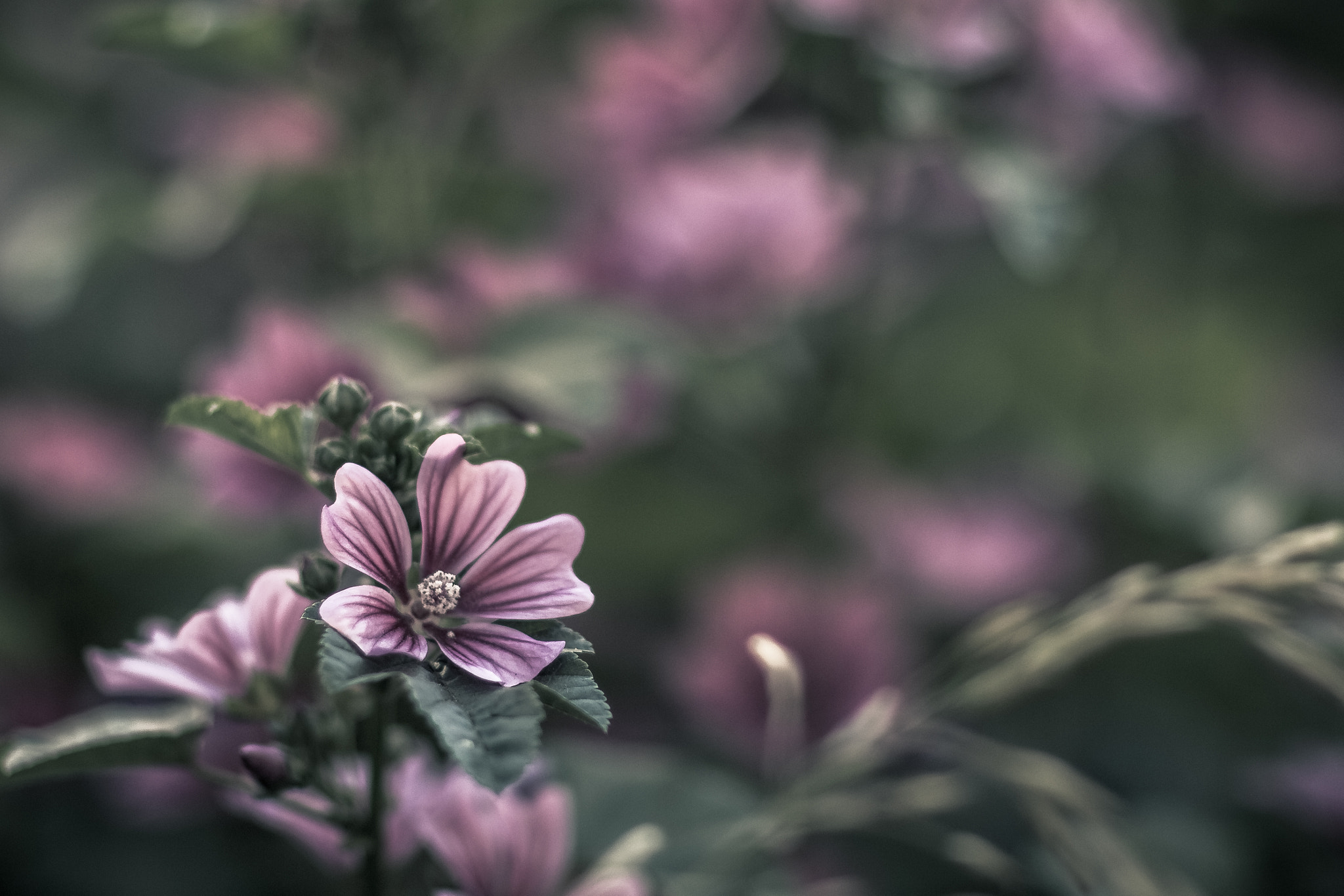 Canon EOS 70D + Canon EF 85mm F1.2 sample photo. Flowers near my home. photography