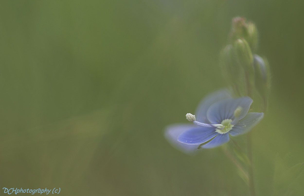 Canon EF 100mm F2.8L Macro IS USM sample photo. Delicate blue photography