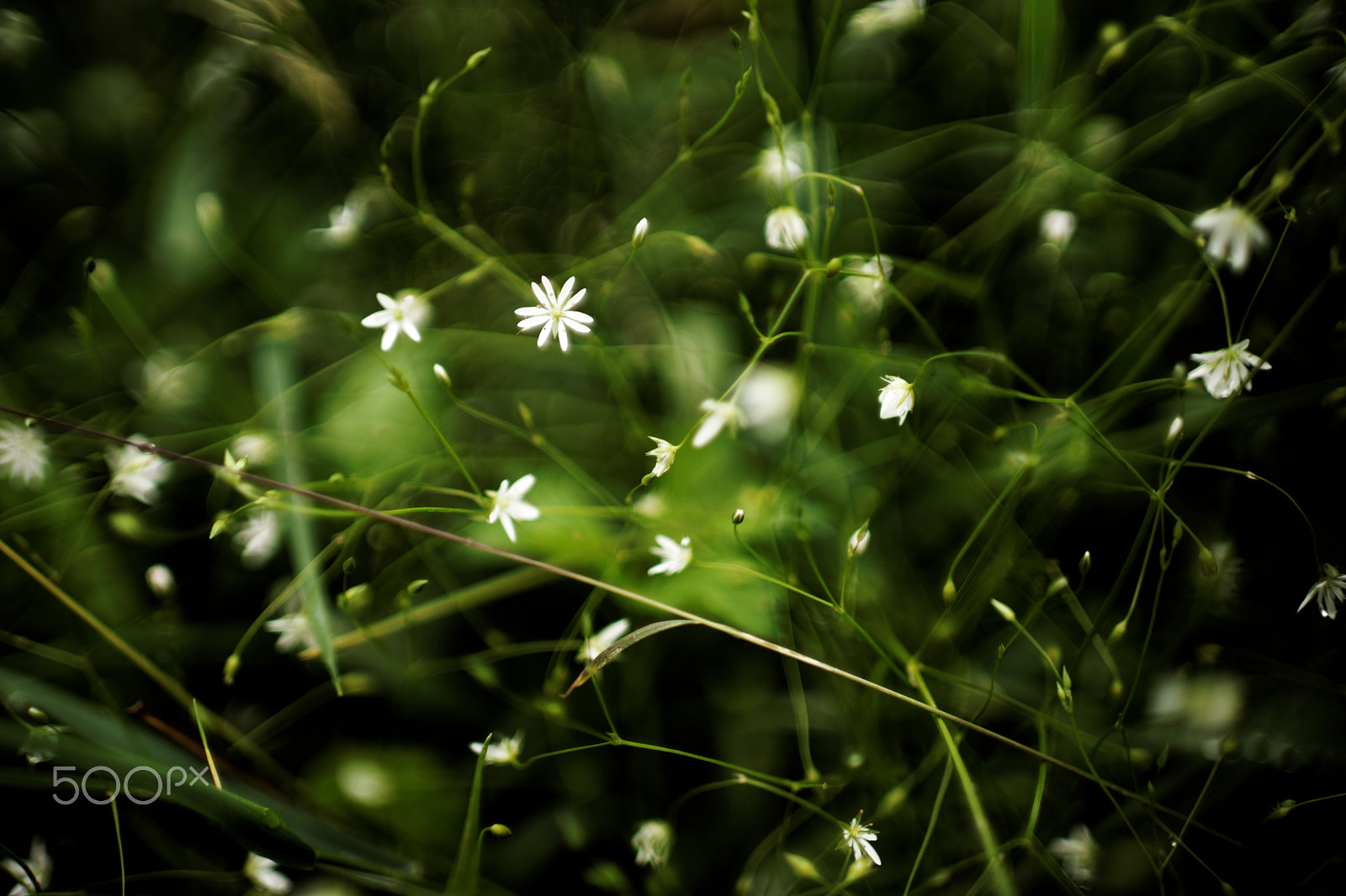 Sony a99 II + Sony 35mm F1.4 G sample photo. Small forest flowers in color photography
