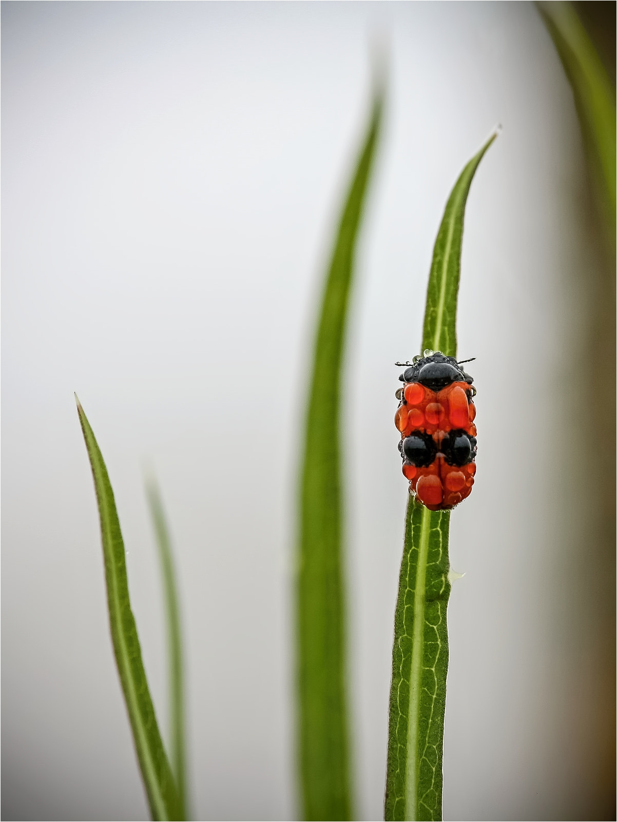 Canon EOS 1000D (EOS Digital Rebel XS / EOS Kiss F) + Canon EF-S 18-135mm F3.5-5.6 IS STM sample photo. Ladybird ... photography