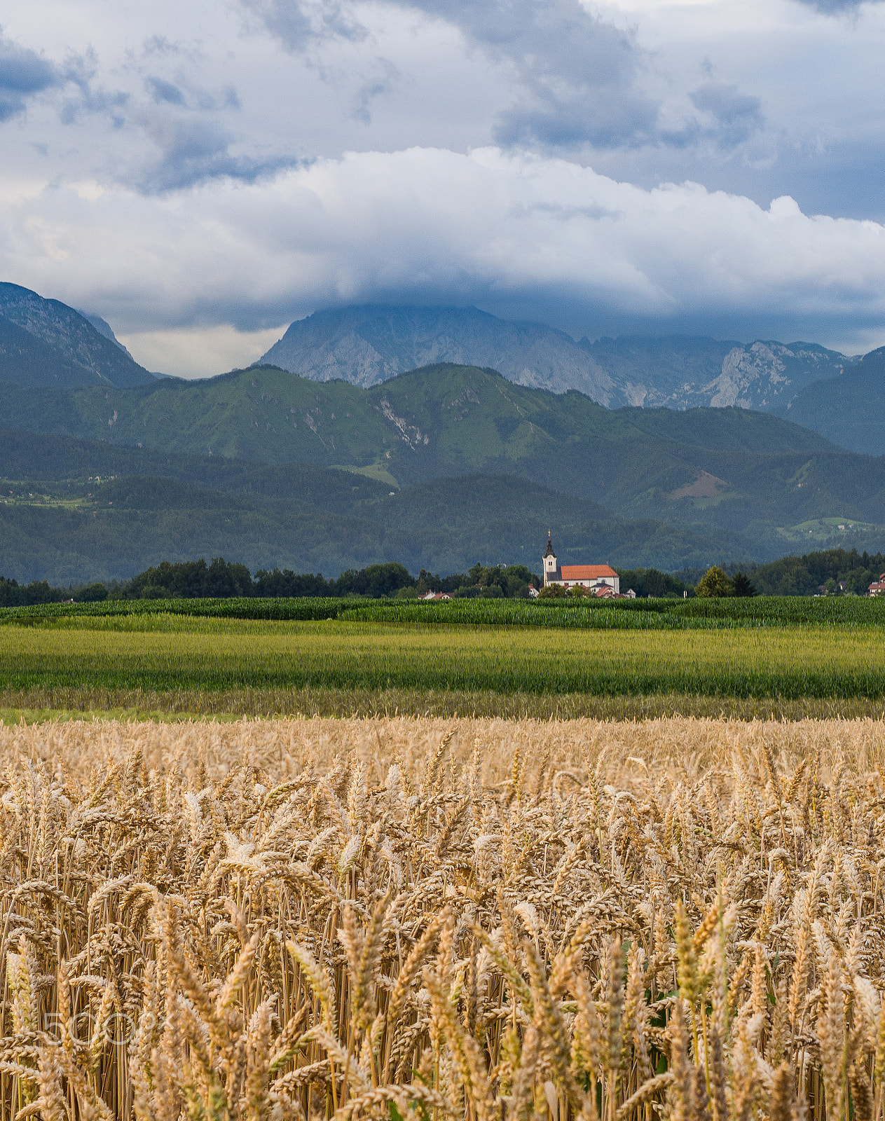 Nikon D7200 + AF Nikkor 50mm f/1.8 sample photo. Wheat fields near kamnik, slovenia photography