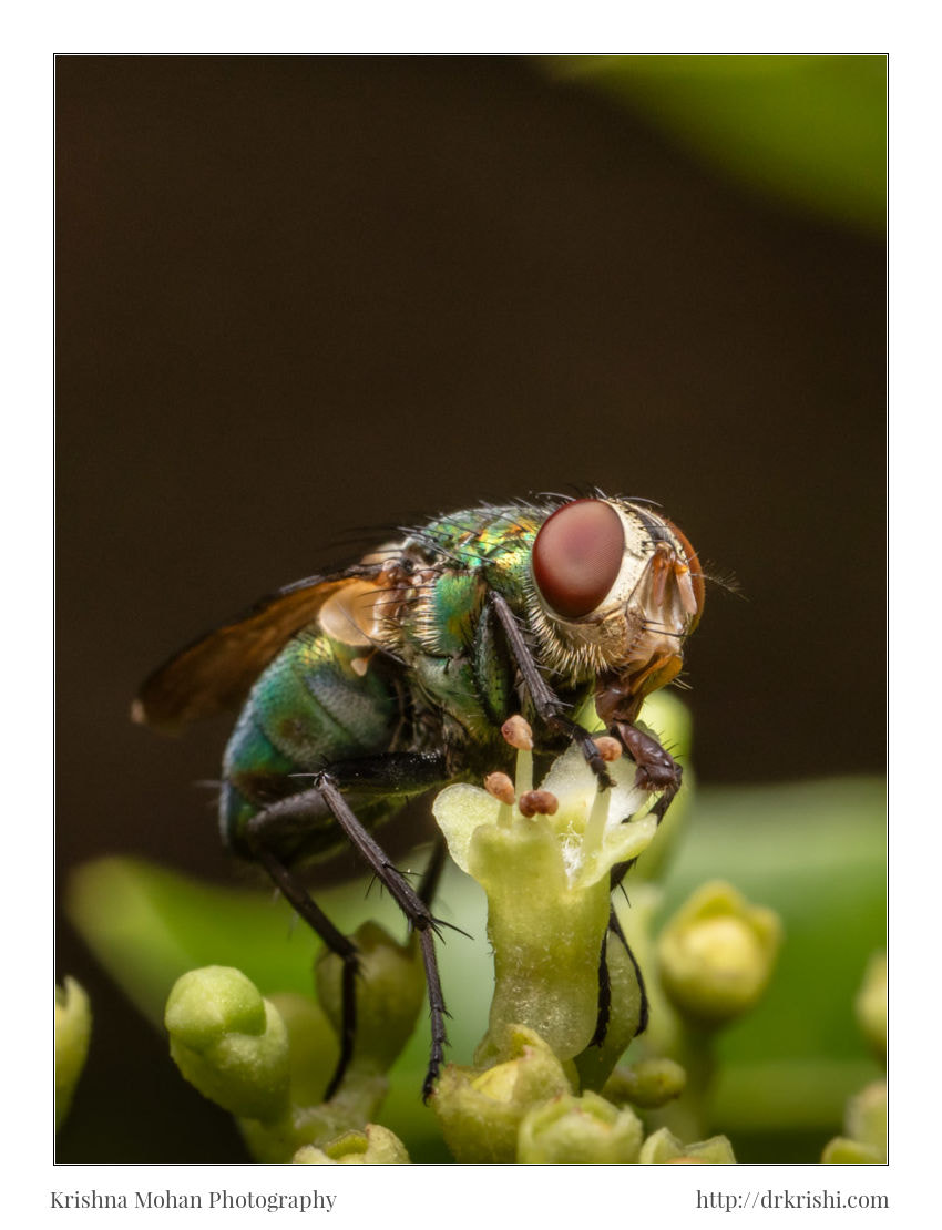 Canon EOS 5DS R + Canon MP-E 65mm F2.5 1-5x Macro Photo sample photo. Common green bottle fly photography