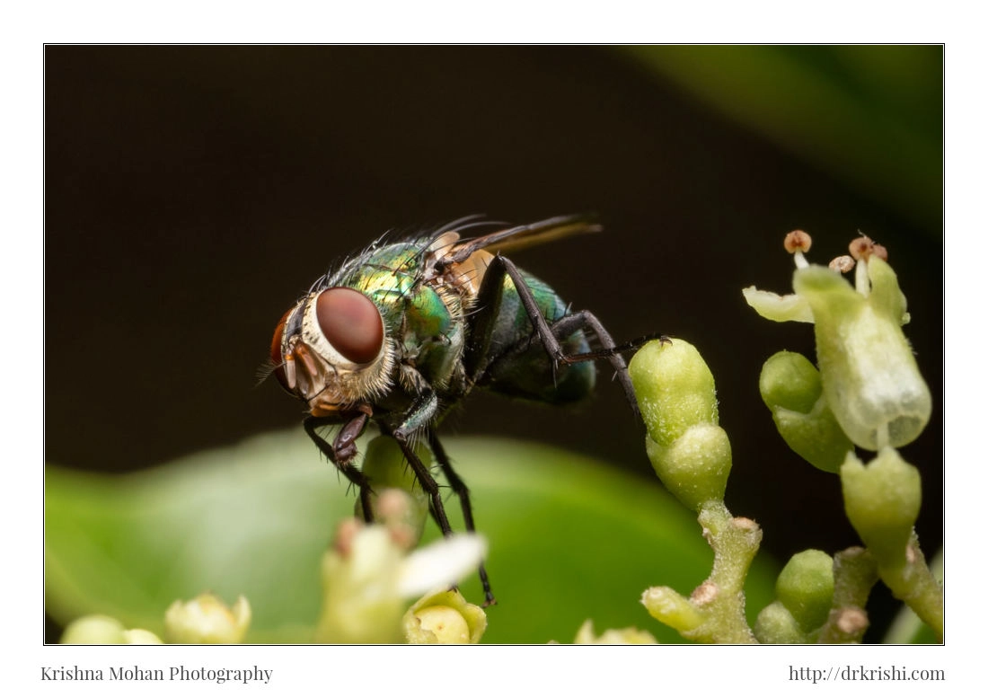Canon MP-E 65mm F2.5 1-5x Macro Photo sample photo. Common green bottle fly photography