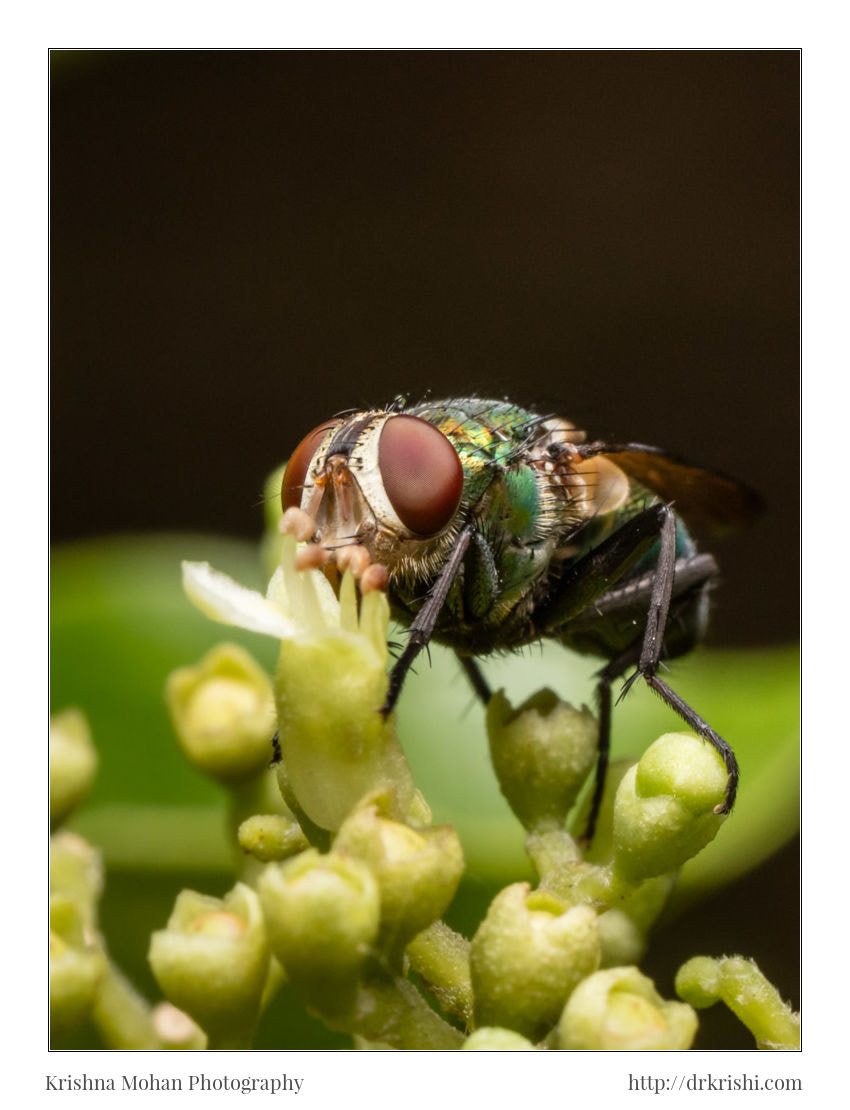 Canon EOS 5DS R + Canon MP-E 65mm F2.5 1-5x Macro Photo sample photo. Common green bottle fly photography