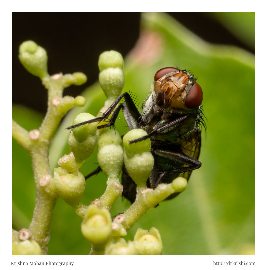 Canon MP-E 65mm F2.5 1-5x Macro Photo sample photo. Common green bottle fly photography