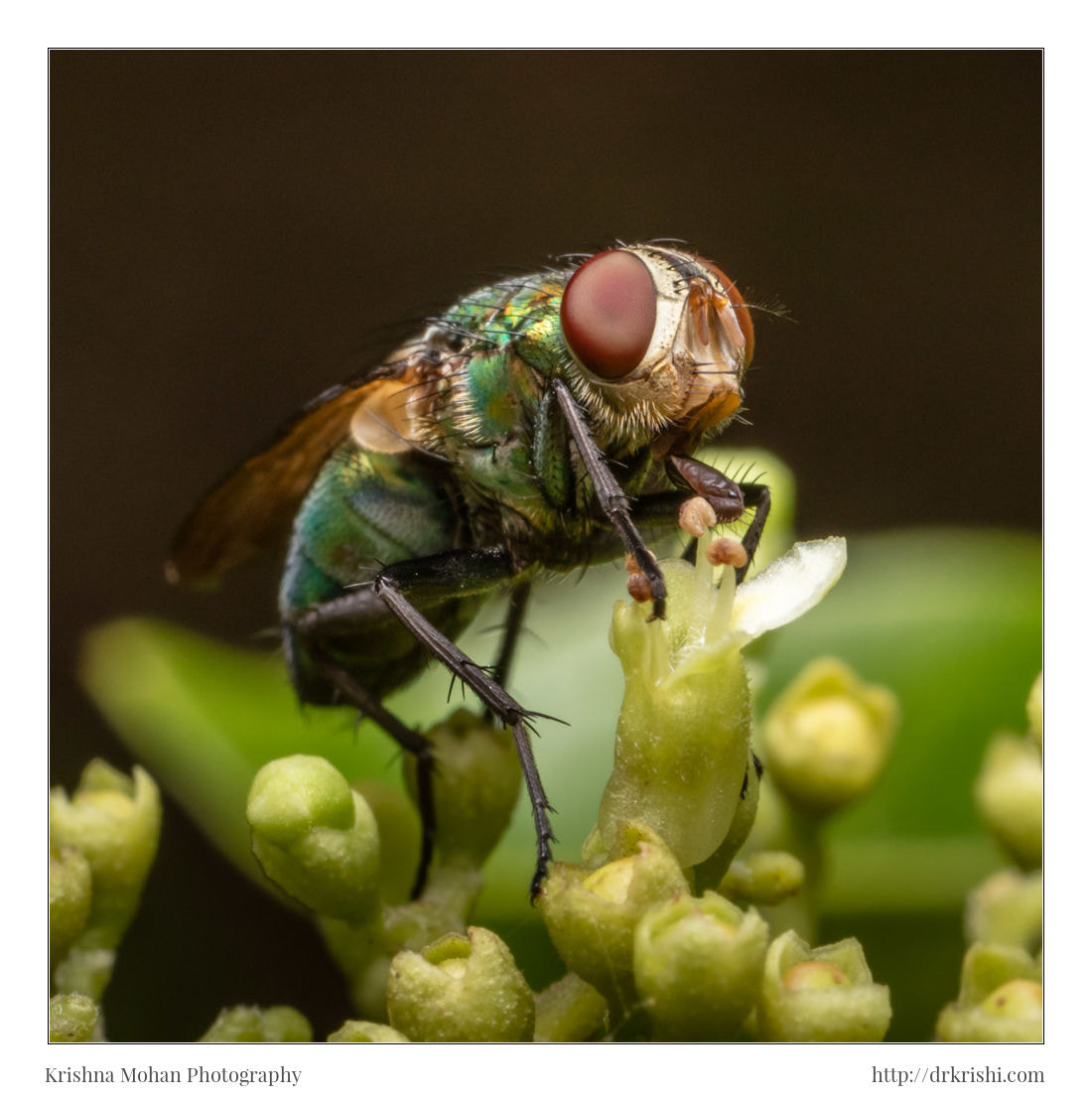 Canon MP-E 65mm F2.5 1-5x Macro Photo sample photo. Common green bottle fly photography