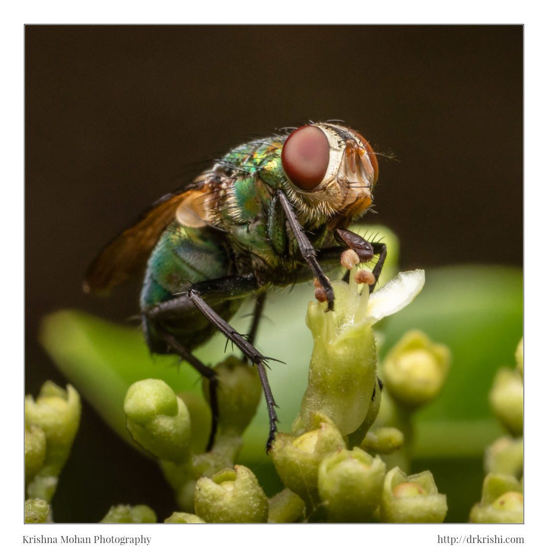 Canon EOS 5DS R + Canon MP-E 65mm F2.5 1-5x Macro Photo sample photo. Common green bottle fly photography