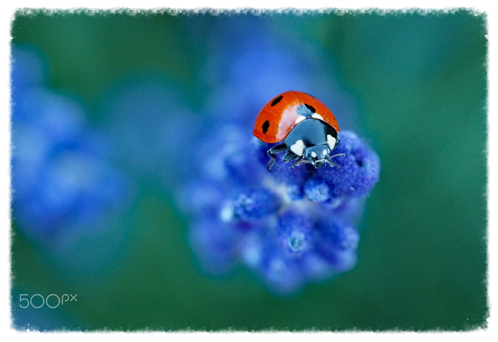 Panasonic Leica DG Macro-Elmarit 45mm F2.8 ASPH OIS sample photo. Hi there  :) (framed) photography