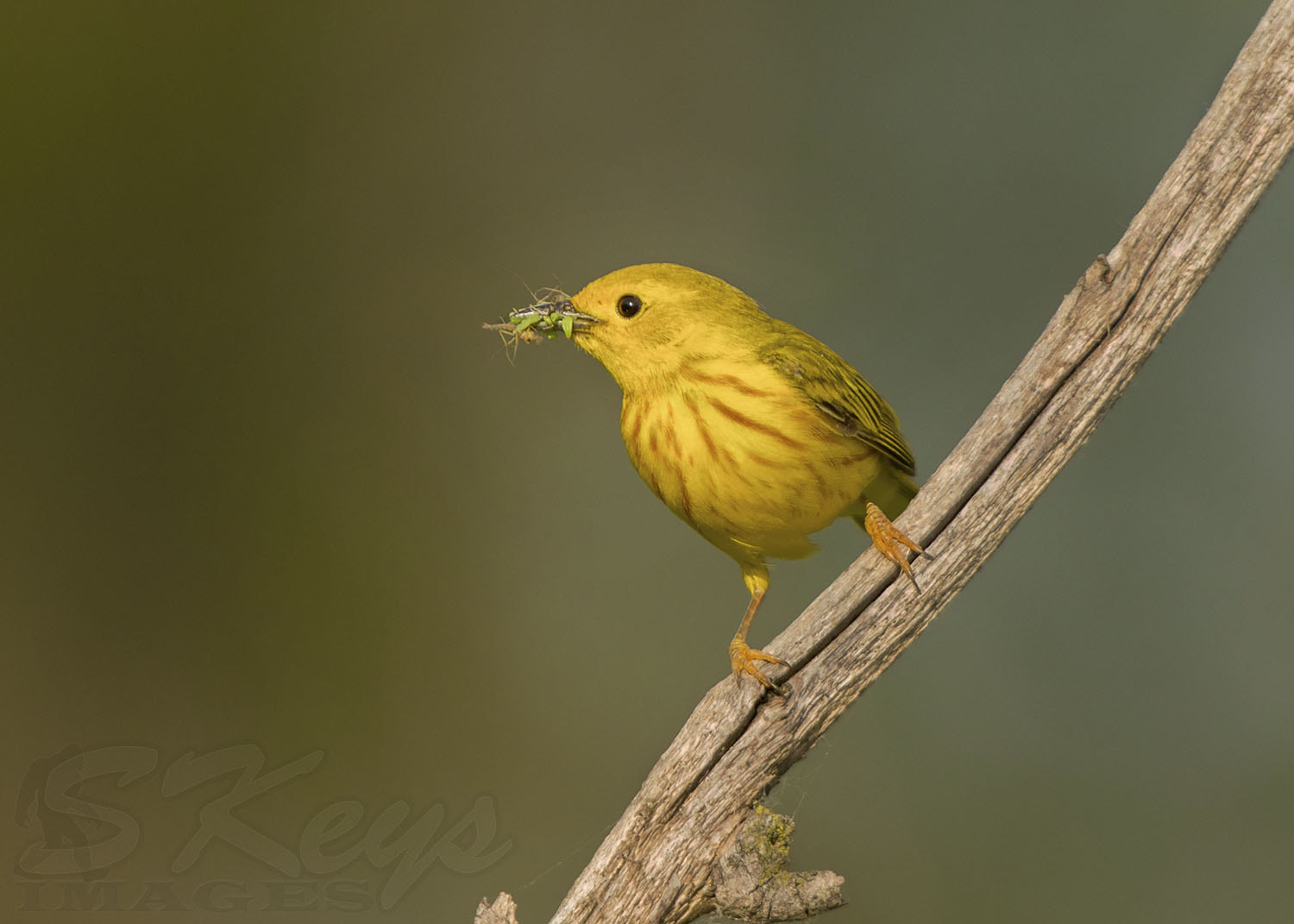 Nikon D7200 + Sigma 500mm F4.5 EX DG HSM sample photo. Feast (yellow warbler) photography