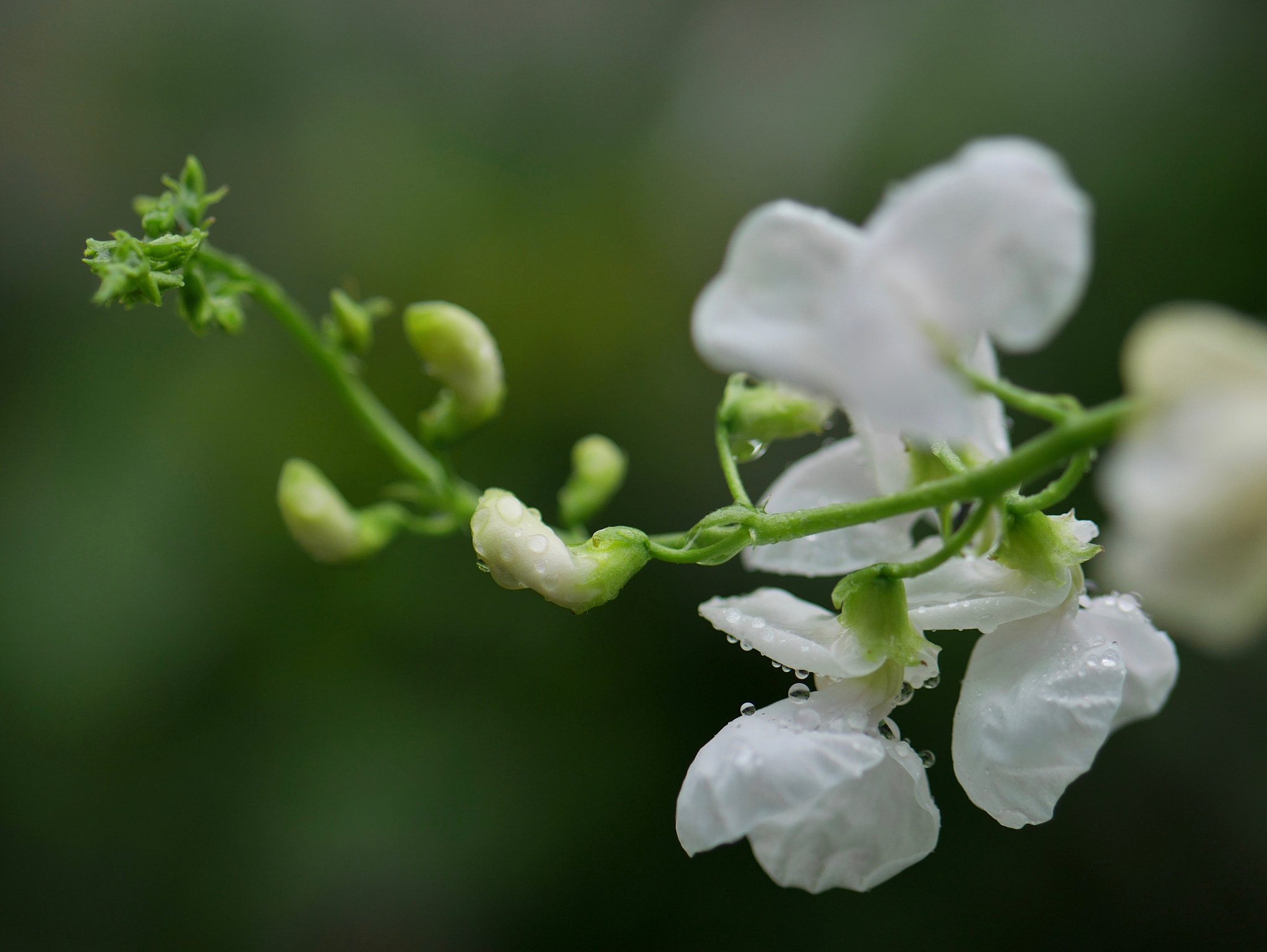 Panasonic DMC-GM1S sample photo. White bean flowers photography