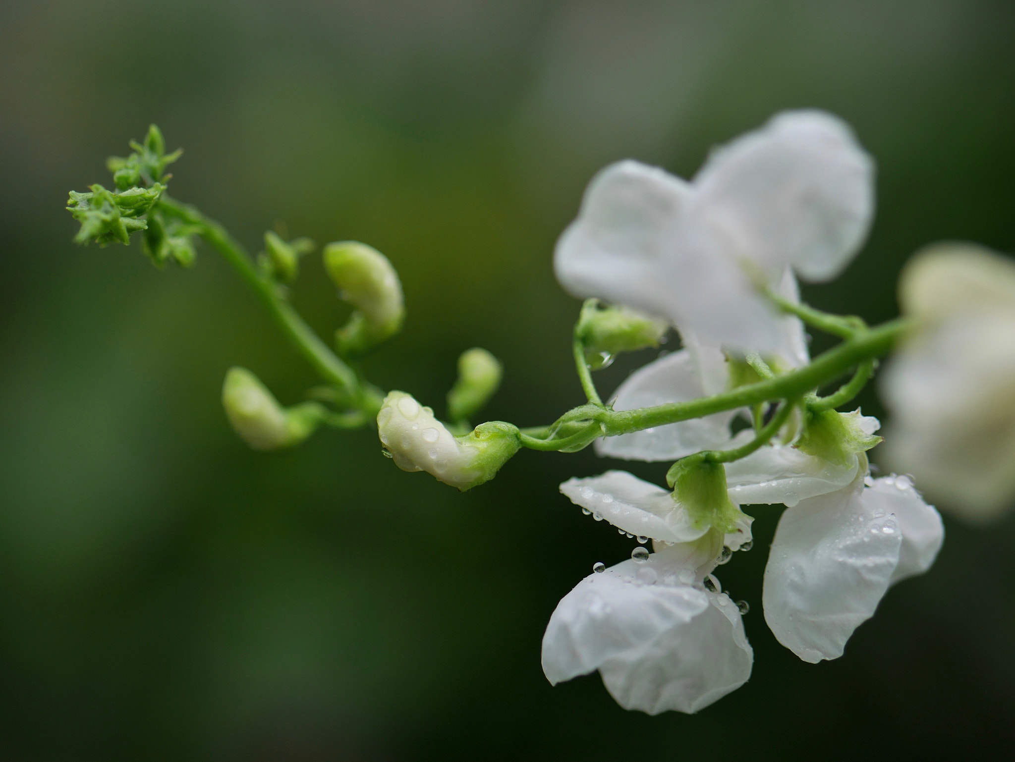 Panasonic DMC-GM1S + Panasonic Lumix G 42.5mm F1.7 ASPH Power OIS sample photo. White bean flowers photography