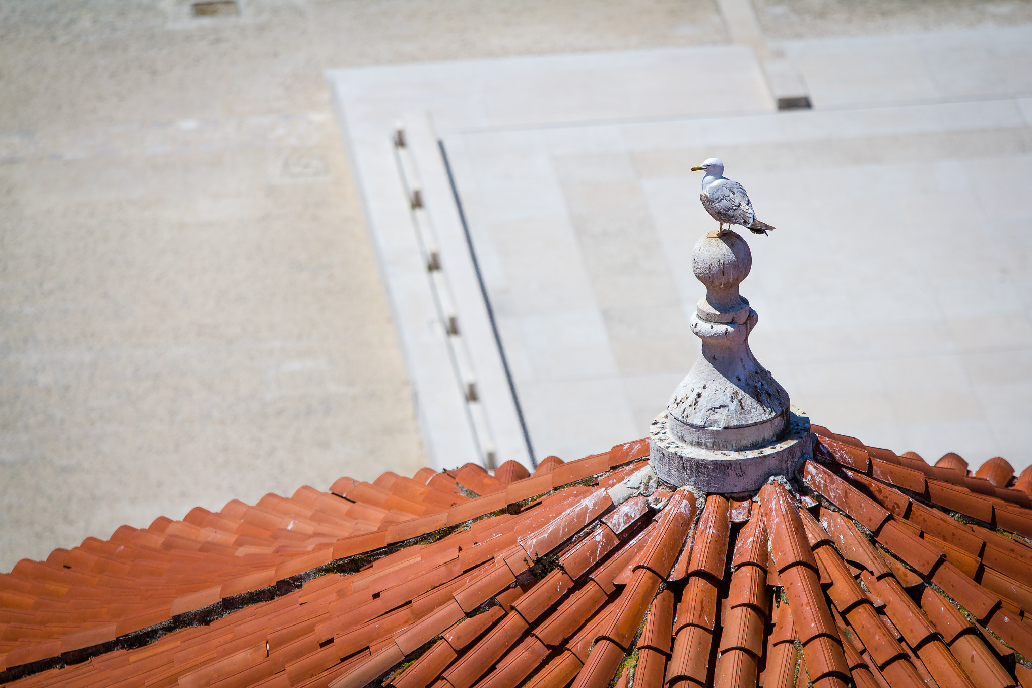 Sigma 70-200mm F2.8 EX DG OS HSM sample photo. Donat - a different perspective photography