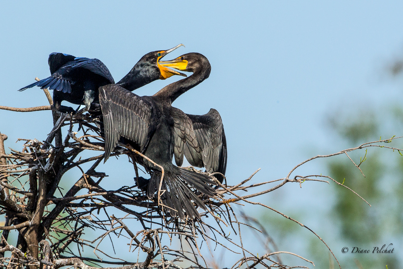 Canon EF 300mm F2.8L IS II USM sample photo. Double-crested cormorant-time for food photography