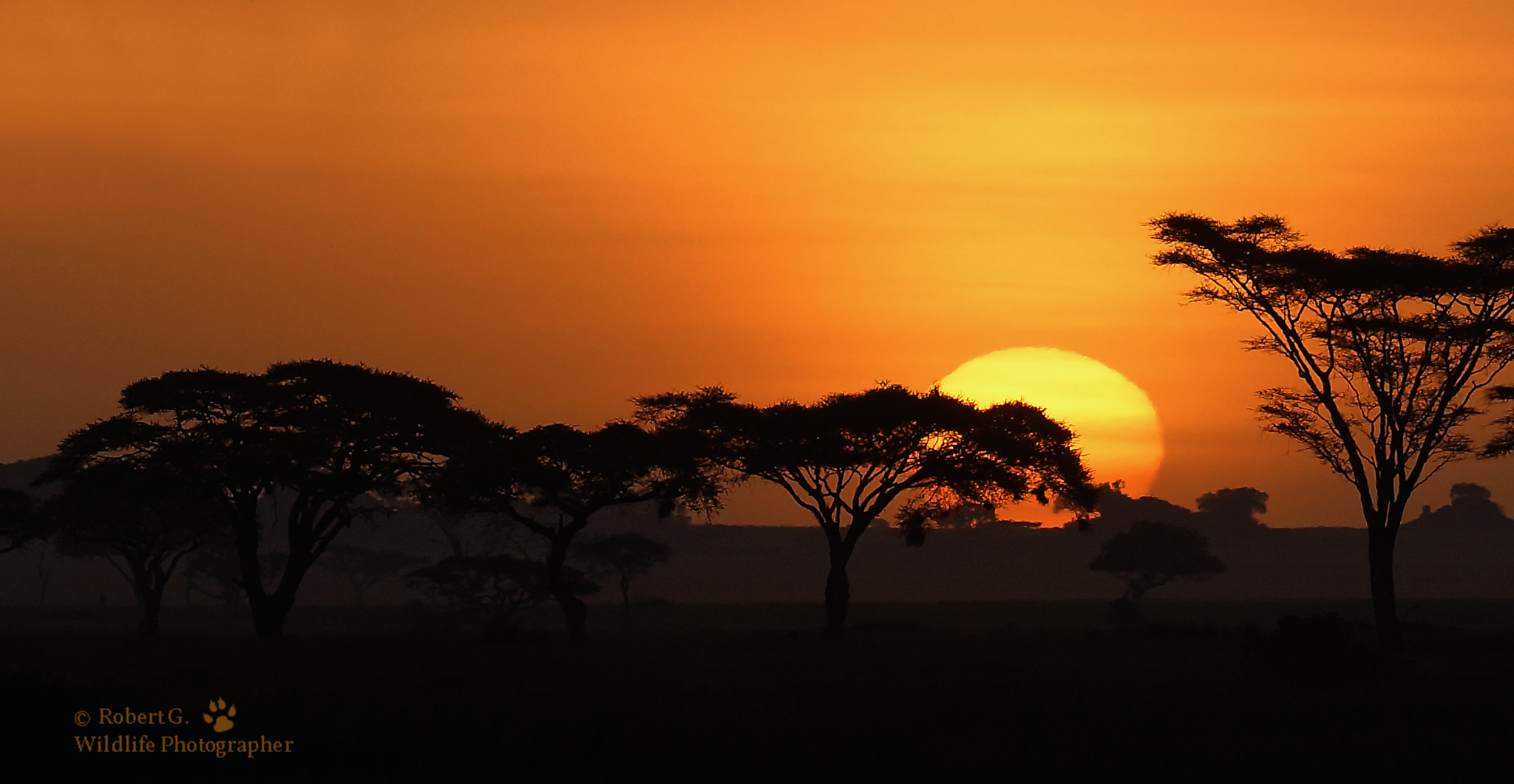 Sony SLT-A77 + Minolta/Sony AF 70-200mm F2.8 G sample photo. Serengeti morning photography