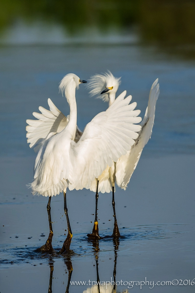Nikon D3S sample photo. Shall we dance? photography
