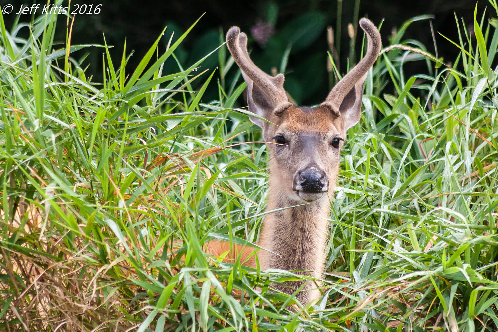Canon EF 75-300mm f/4-5.6 USM sample photo. 2519 photography