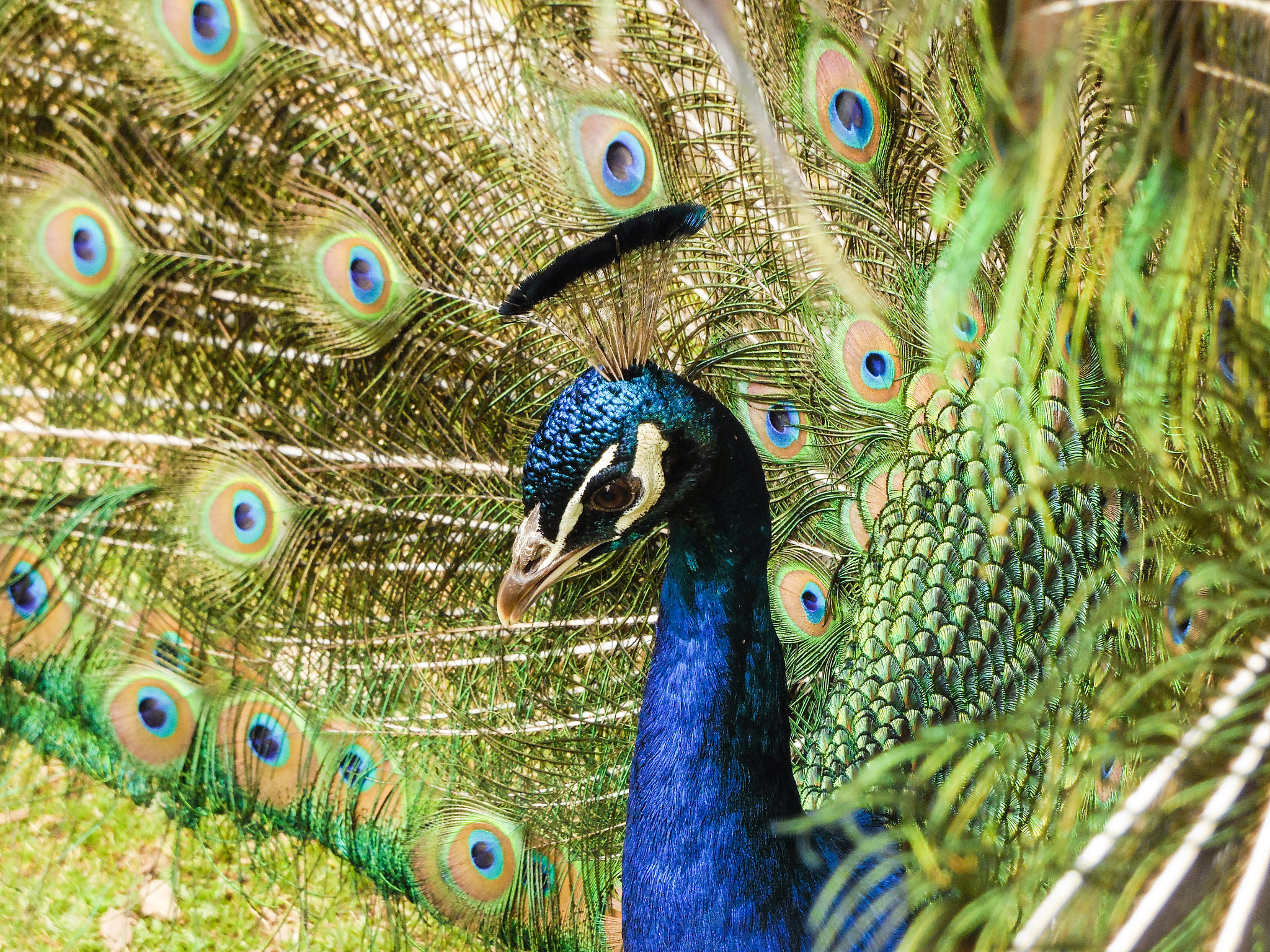 Samsung WB2200F sample photo. Who's a pretty boy then photography