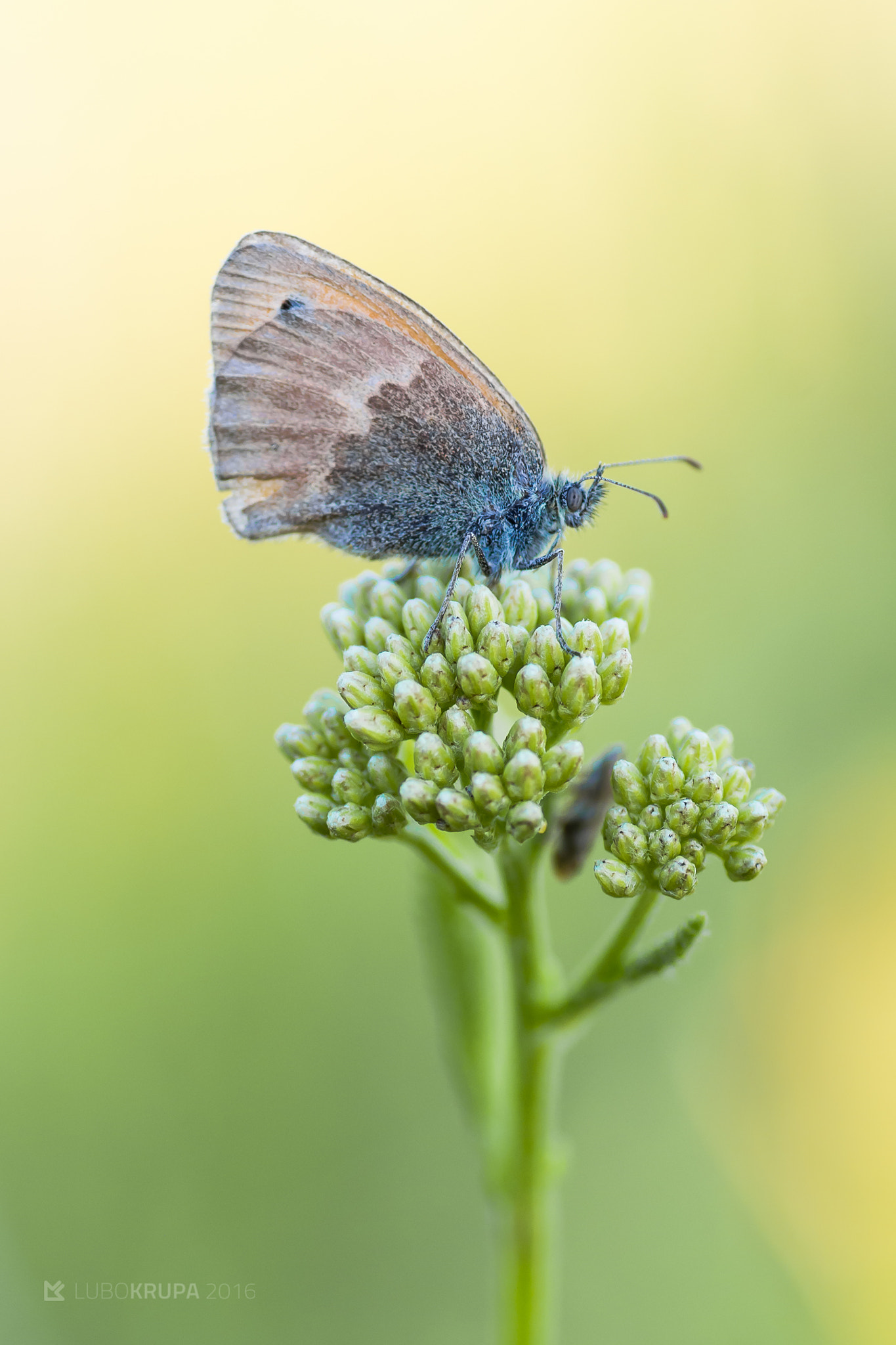 Pentax K-r + Tamron SP AF 90mm F2.8 Di Macro sample photo. Coenonympha pamphilus photography