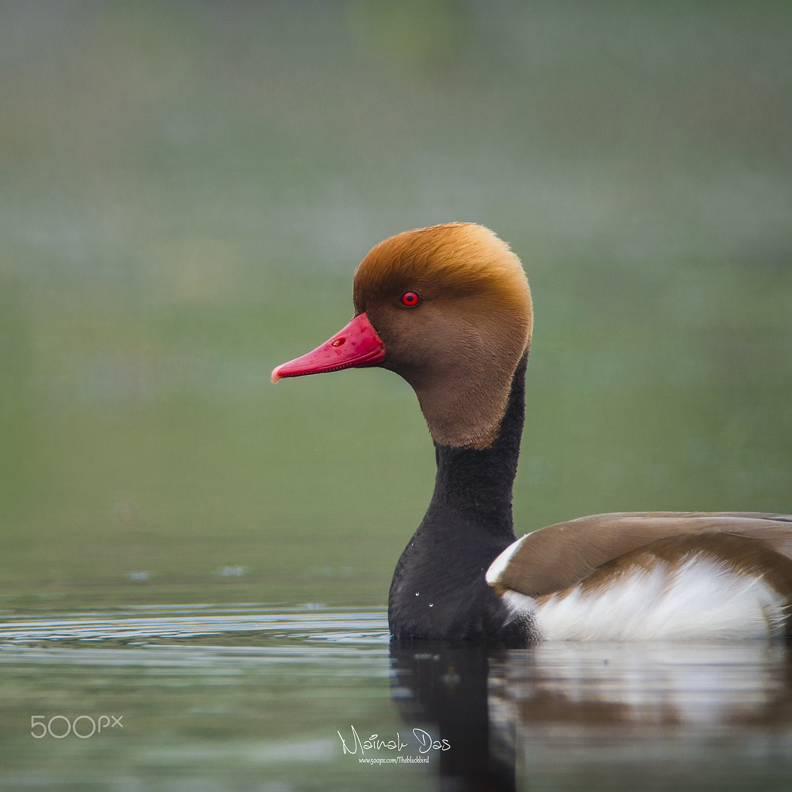 Nikon D5100 + Tamron SP 150-600mm F5-6.3 Di VC USD sample photo. Red crested pochard portrait i photography