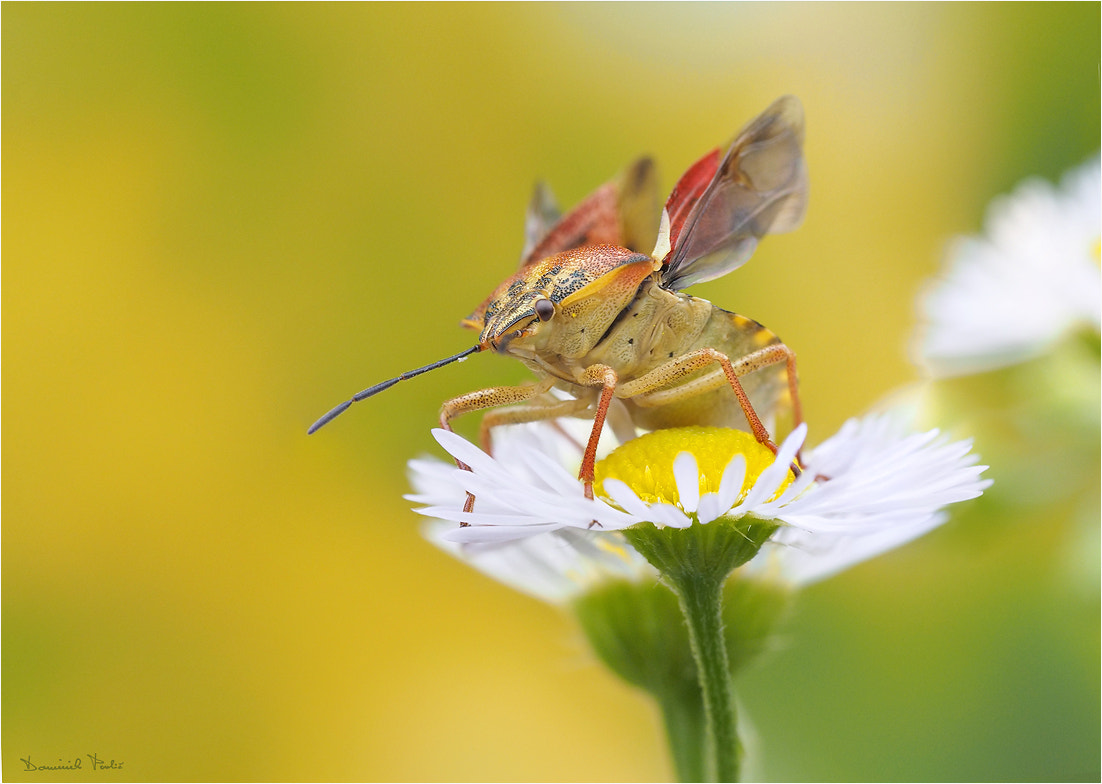 Olympus PEN E-PL7 sample photo. Ready to takeoff photography