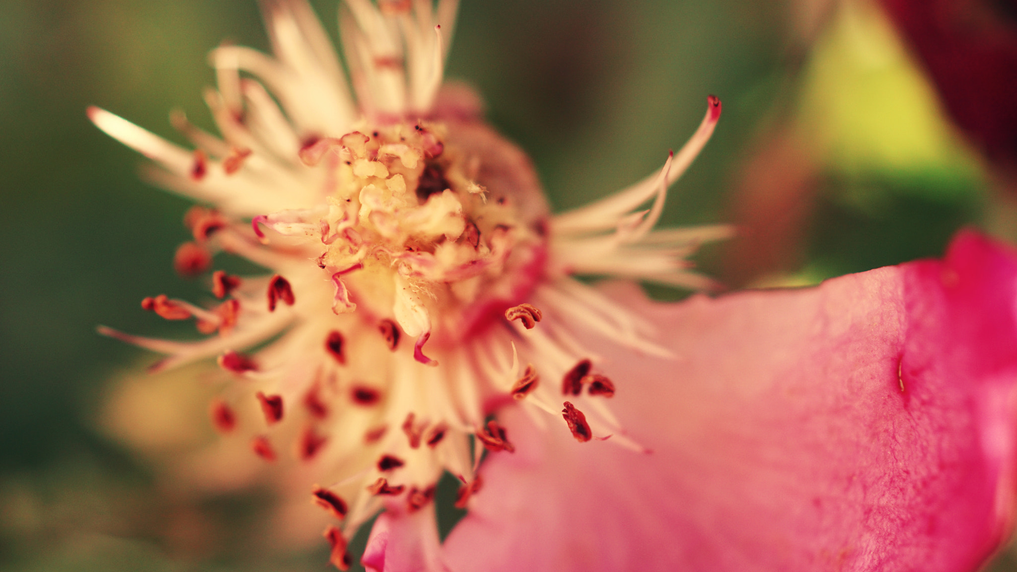 Sony DT 30mm F2.8 Macro SAM sample photo. Dying flower photography