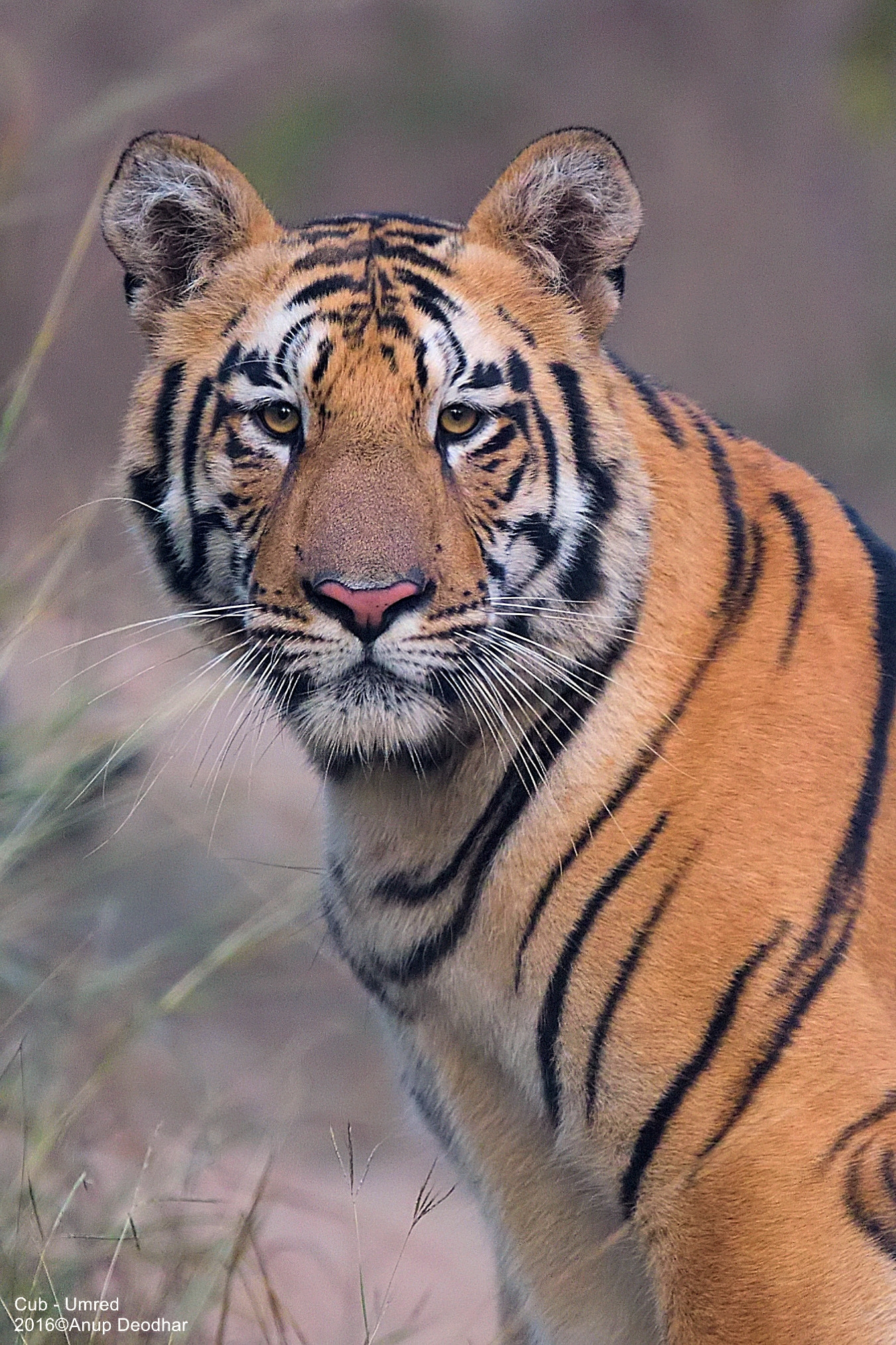 Nikon AF-S Nikkor 600mm F4E FL ED VR sample photo. Look in my eyes... photography