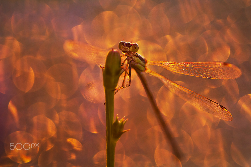 Sigma 105mm F2.8 EX DG Macro sample photo. Morning moments photography