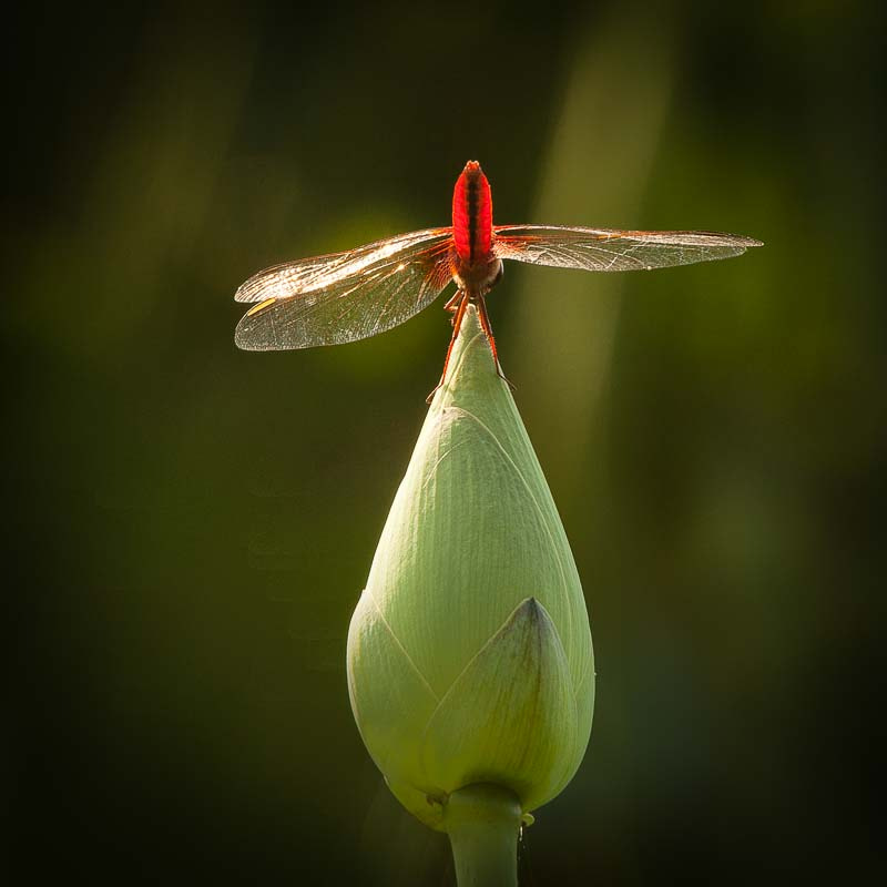 Canon EF 70-200mm F4L IS USM sample photo. Red dragonfly photography