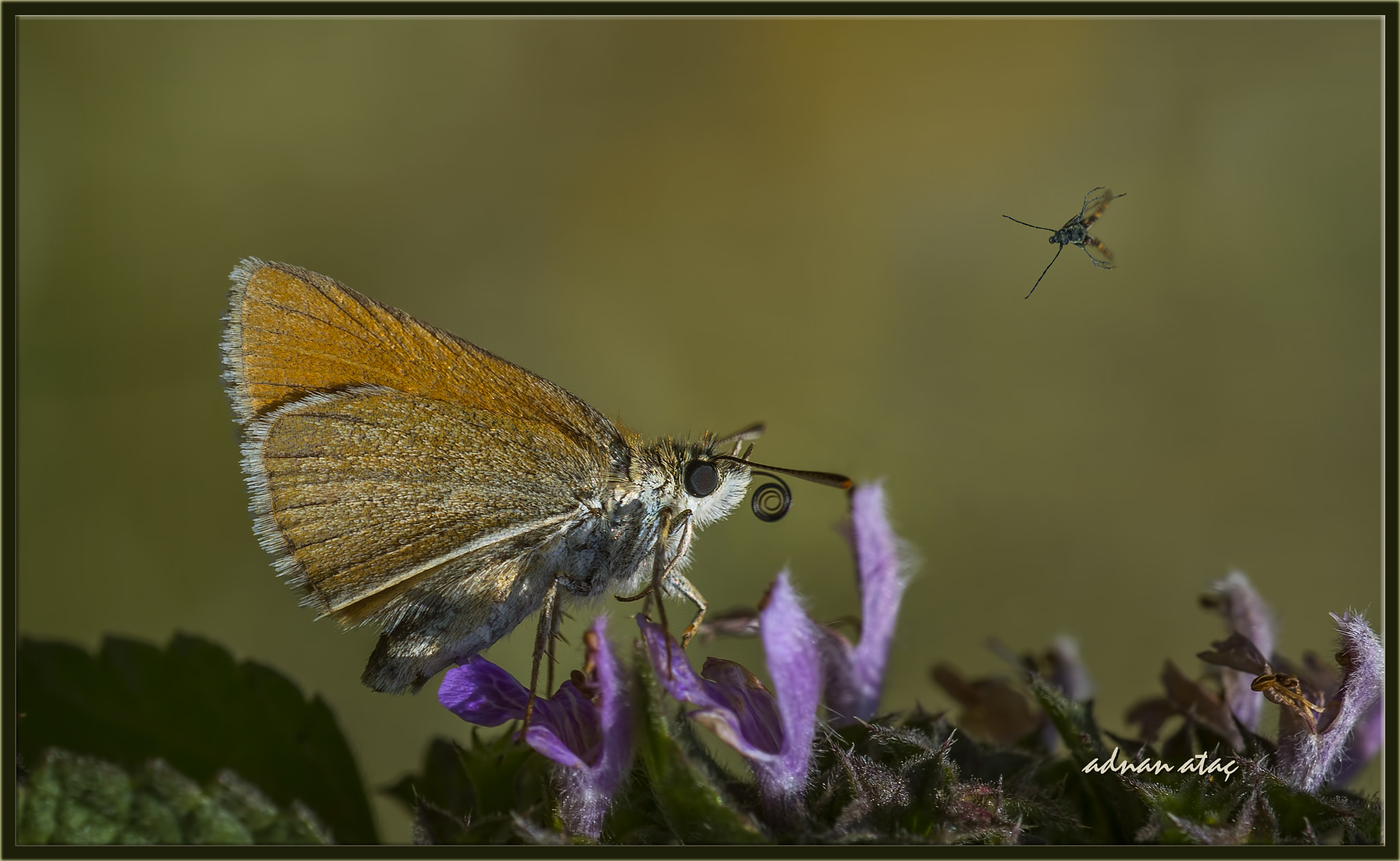 Nikon D4 sample photo. Sarı antenli zıpzıp - thymelicus sylvestris - small skipper photography