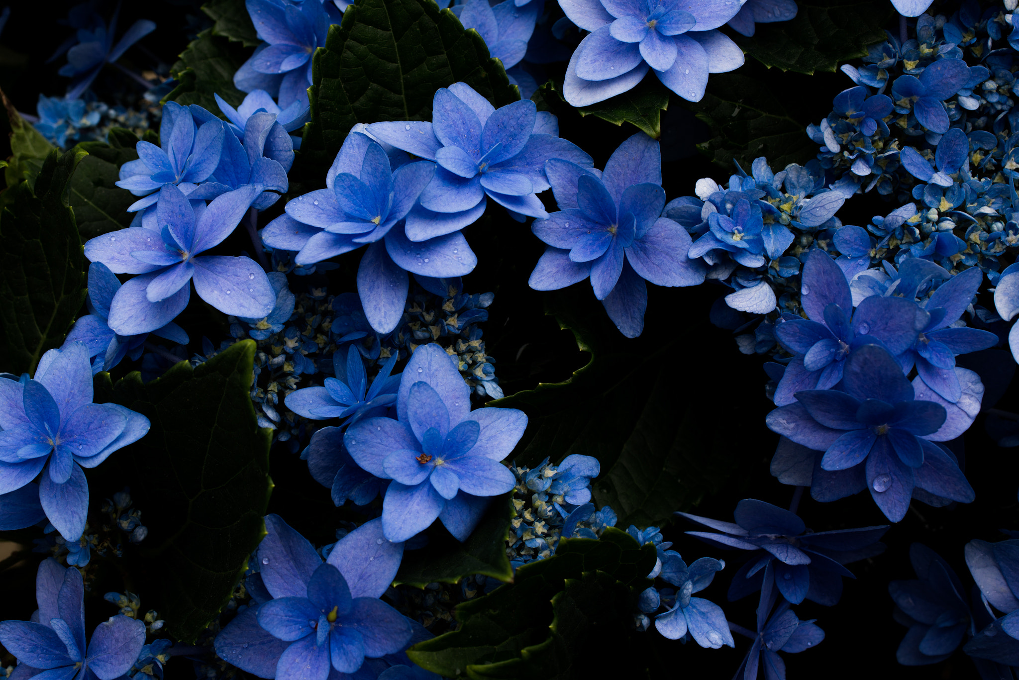 Nikon D610 + Sigma 50mm F2.8 EX DG Macro sample photo. Hydrangea photography