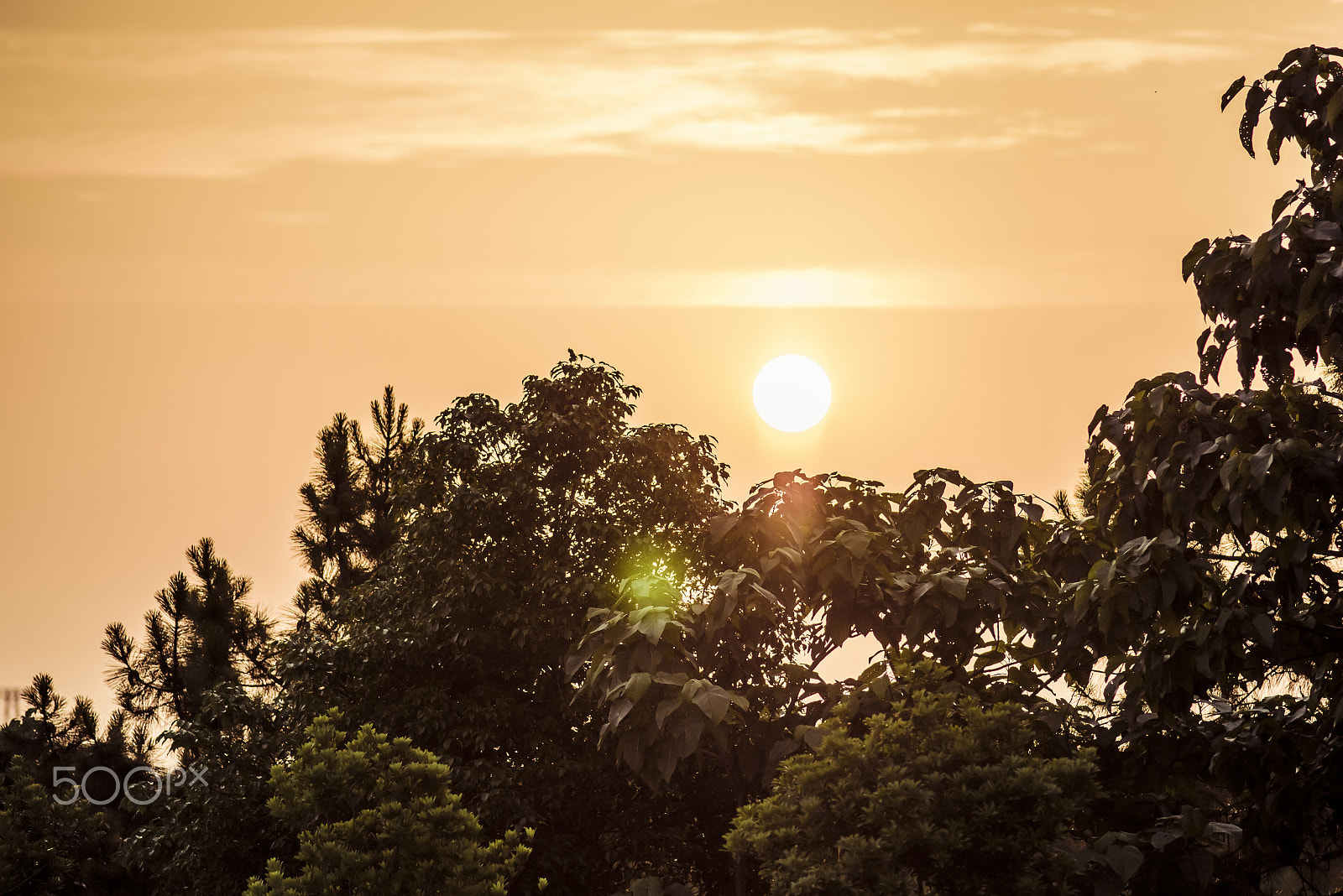Nikon D810 + Nikon AF Nikkor 180mm F2.8D ED-IF sample photo. Sunset on the trees photography