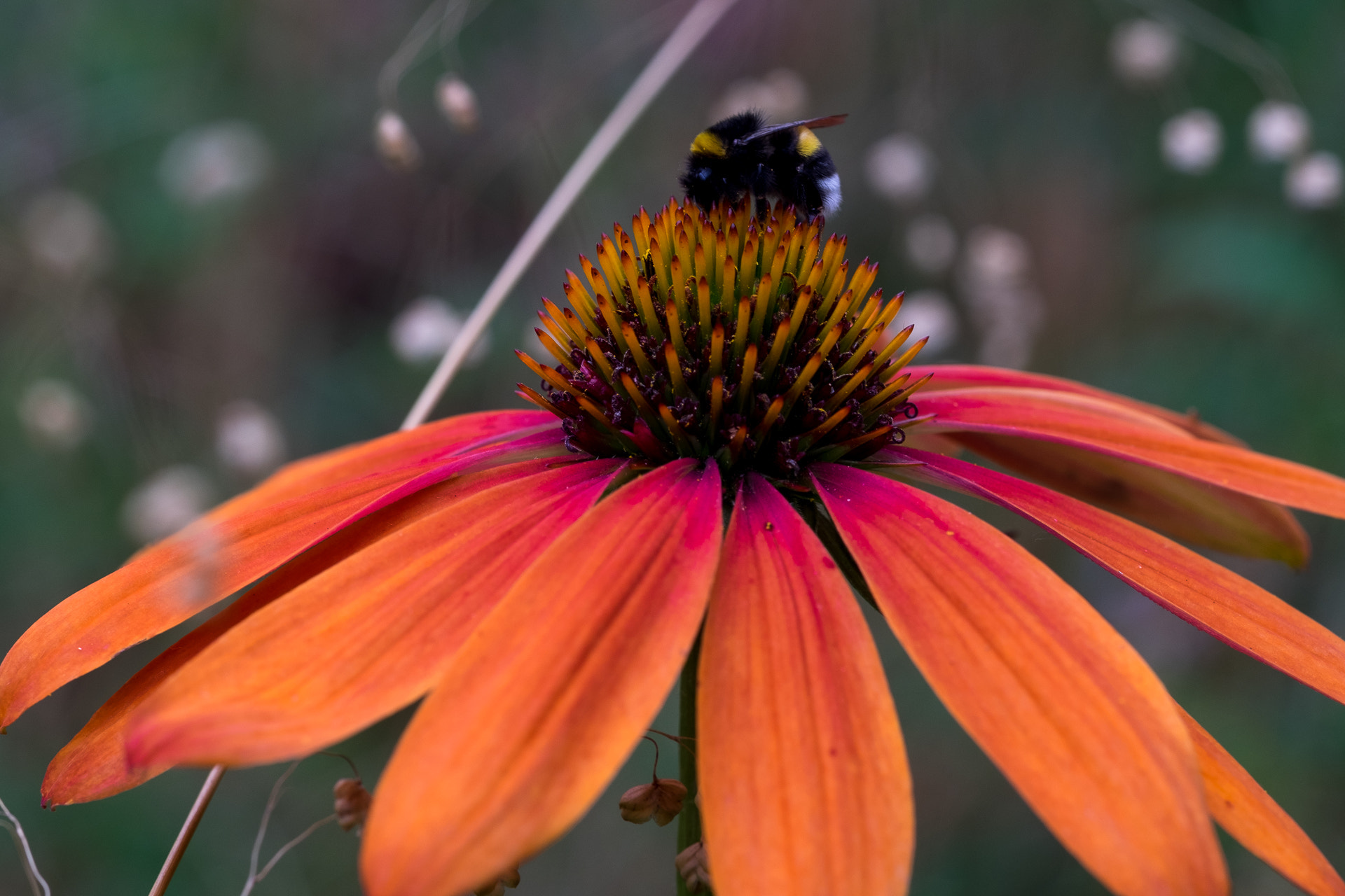 Fujifilm X-T1 sample photo. Coneflower with bumblebee photography
