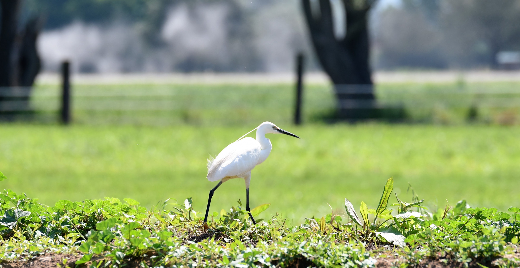 Tamron SP 70-200mm F2.8 Di VC USD sample photo. Garzetta photography