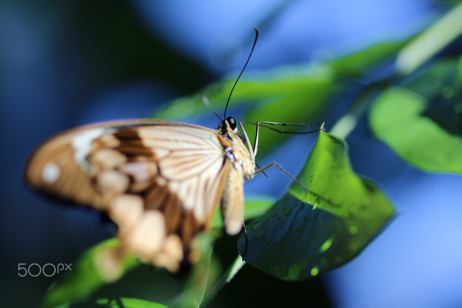Canon EF 100mm F2.8 Macro USM sample photo. Butterfly 0695 photography