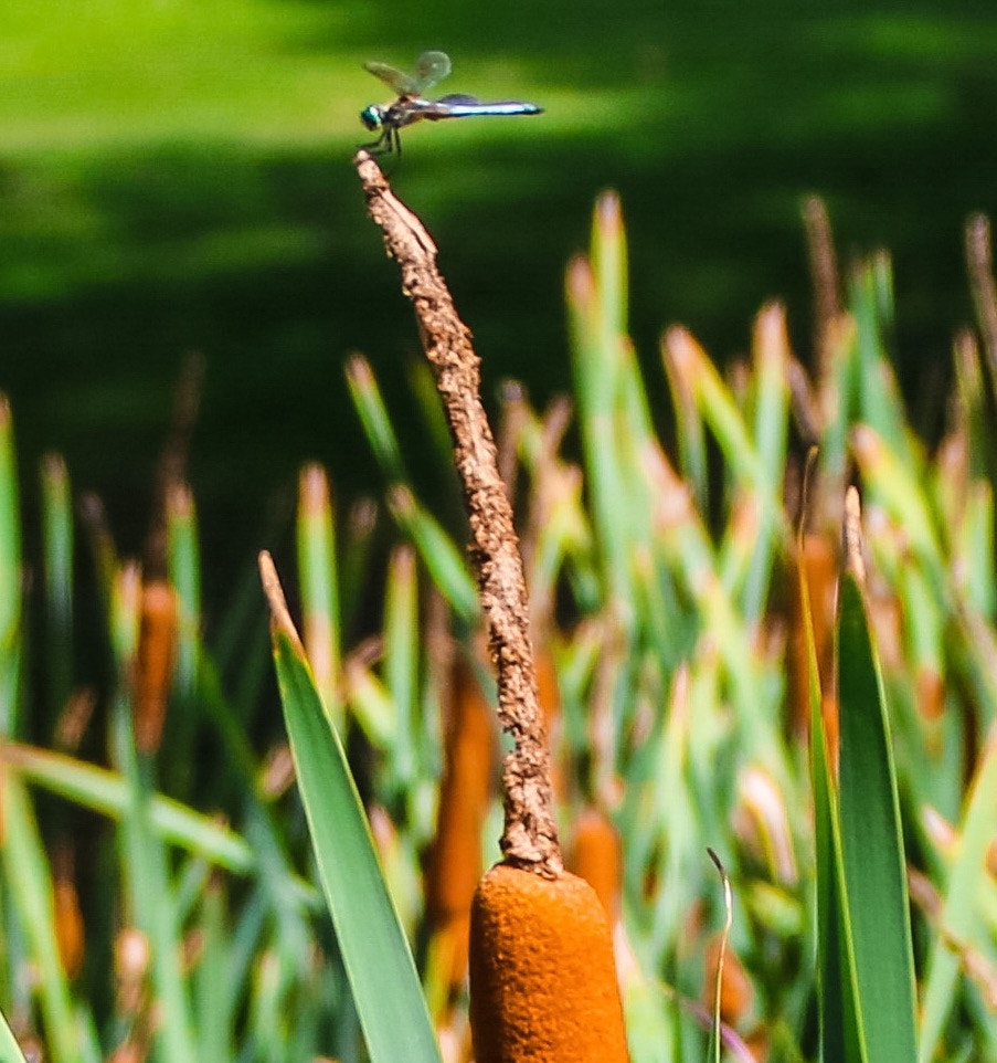 Canon EOS 760D (EOS Rebel T6s / EOS 8000D) + Canon 18-300mm sample photo. Holding on photography