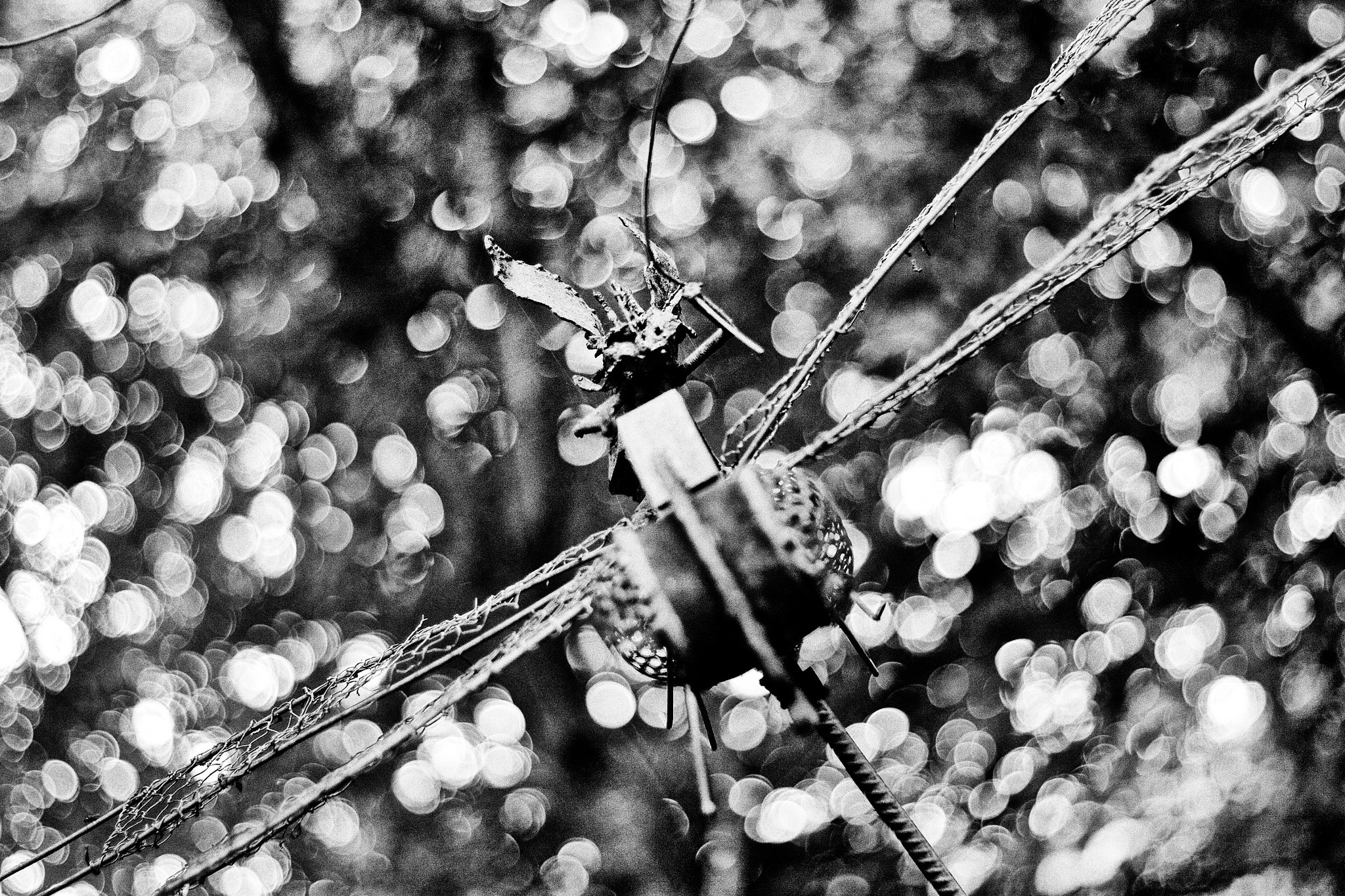 Canon EOS 50D + Canon EF 50mm F1.8 II sample photo. Piskie heading at ya photography