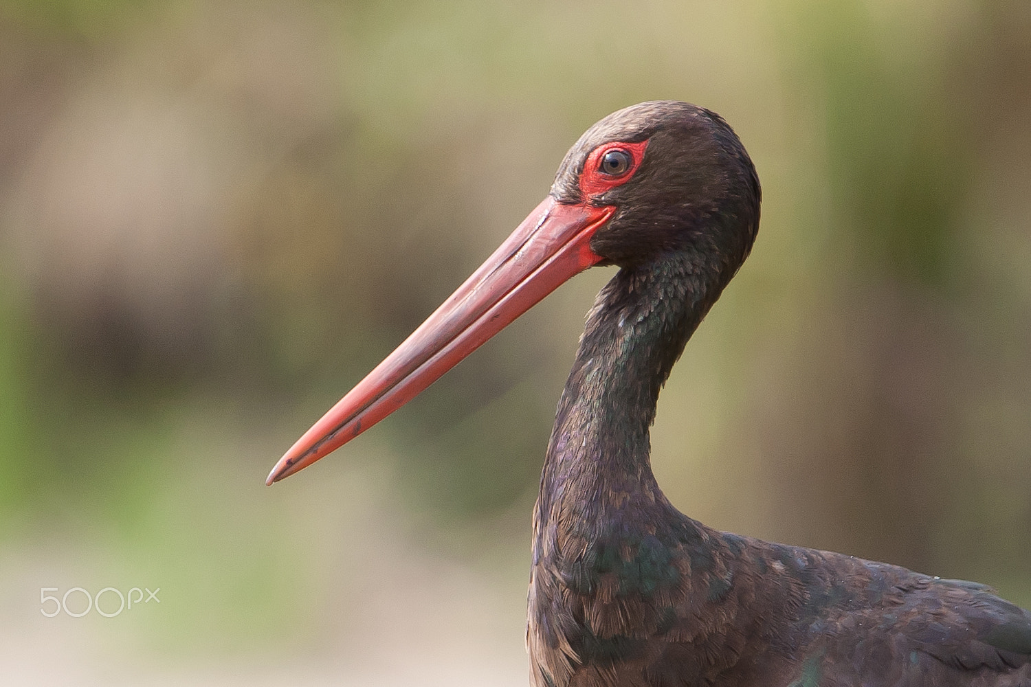 Canon EOS 5D + Canon EF 300mm F2.8L IS USM sample photo. Black stork portrait photography