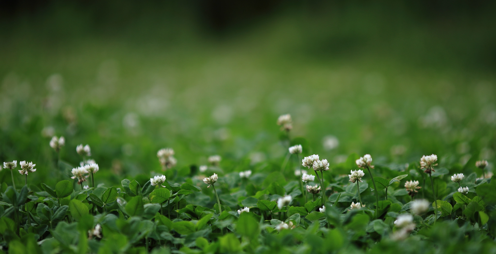 Canon EF 135mm F2L USM sample photo. Born to be wild photography