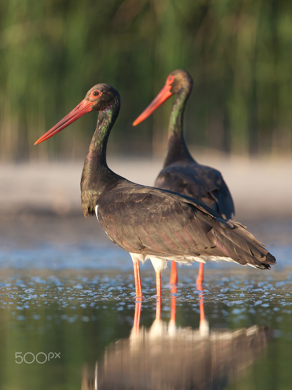 Canon EOS 5D + Canon EF 300mm F2.8L IS USM sample photo. Old black storks in sunset photography