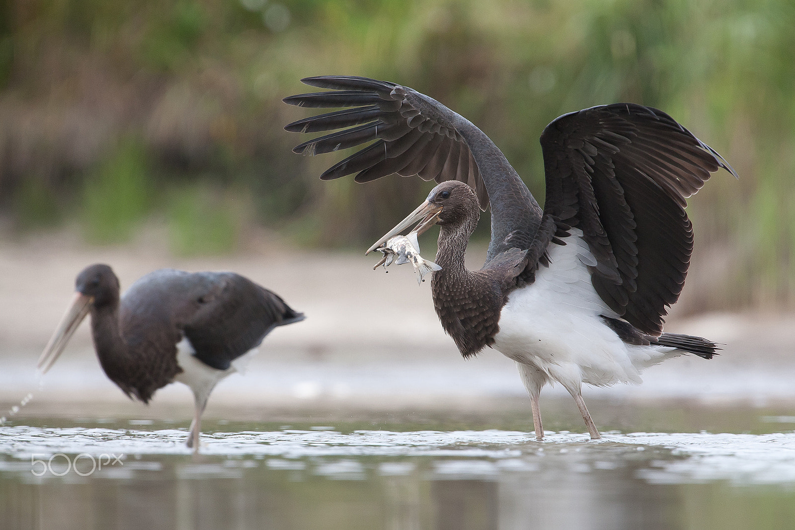Canon EF 300mm F2.8L IS USM sample photo. Young bird with prey photography