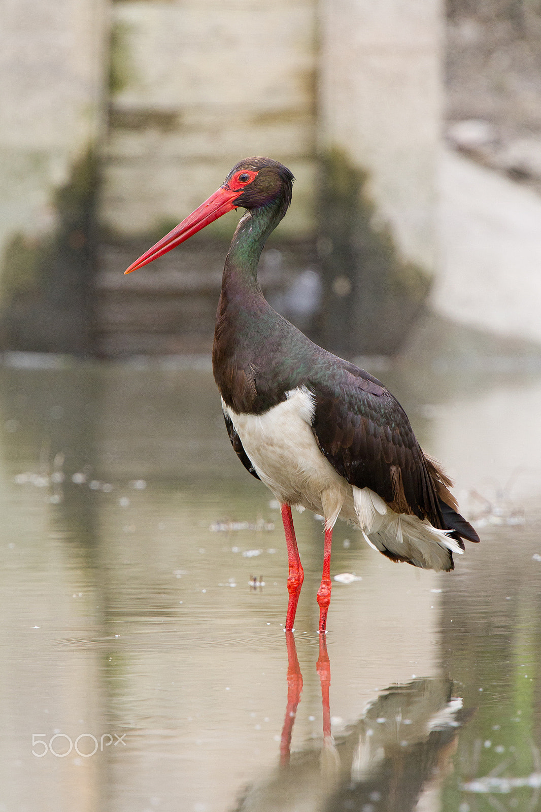 Canon EF 300mm F2.8L IS USM sample photo. Old black stork with flood gate photography