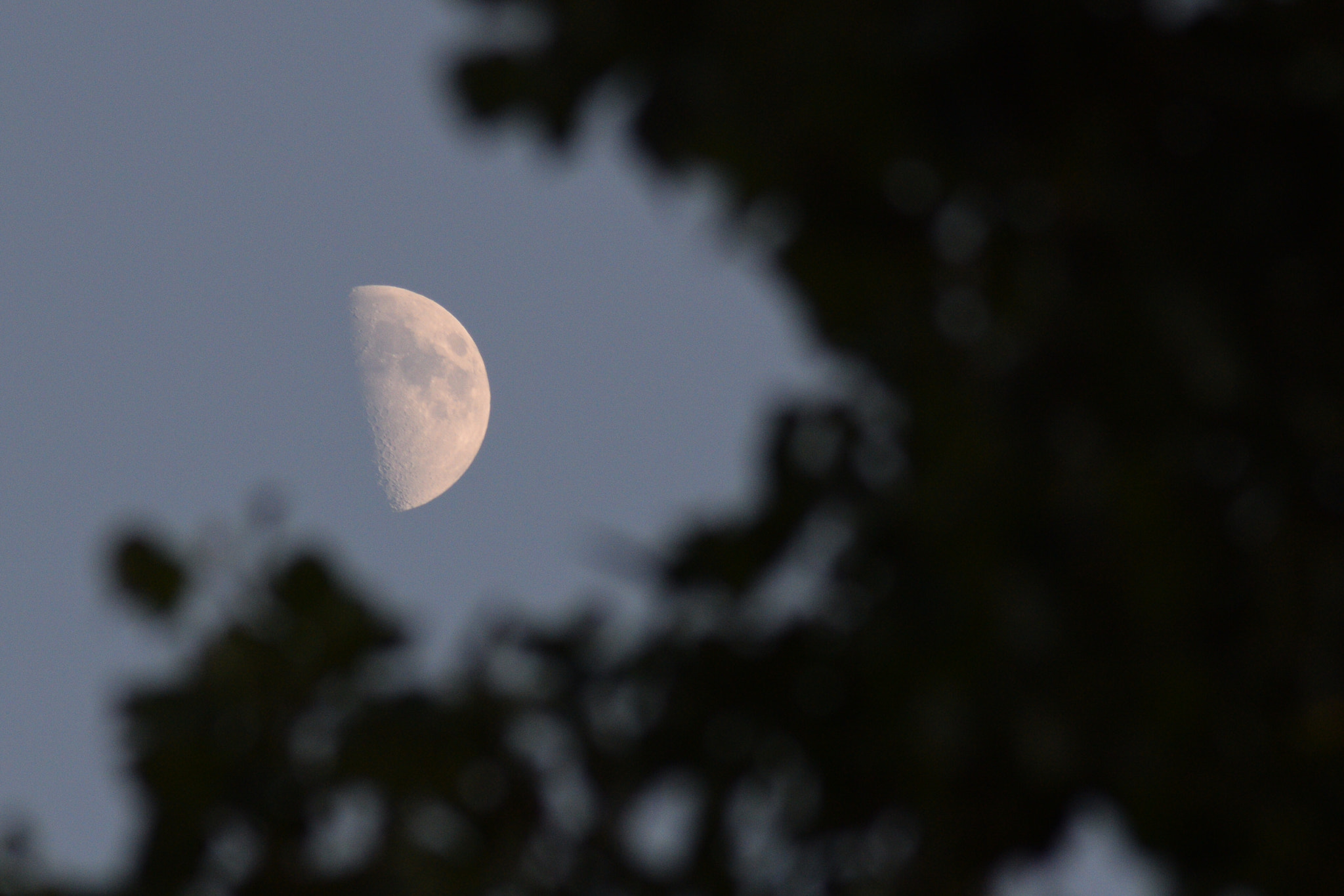 Nikon AF Nikkor 70-300mm F4-5.6G sample photo. Moon behind the leaves photography