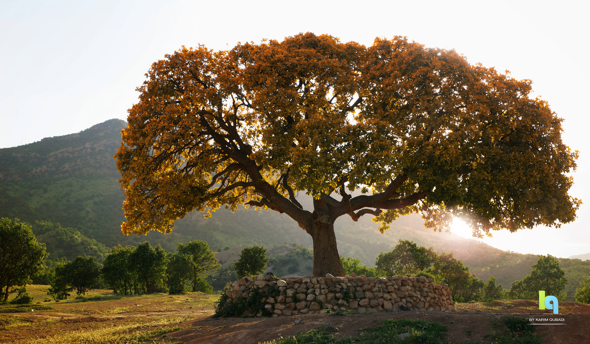 28-75mm F2.8 SAM sample photo. Golden tree photography