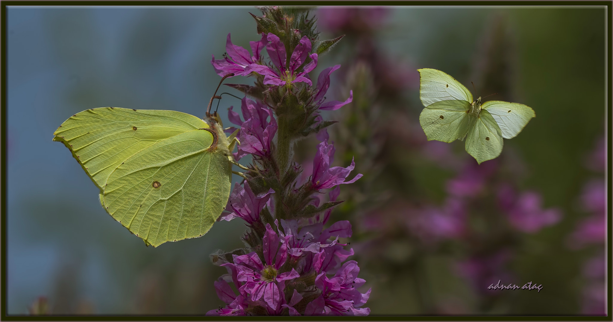 Nikon D4 sample photo. Orakkanat kelebeği - gonepteryx rhamni - common brimstone photography