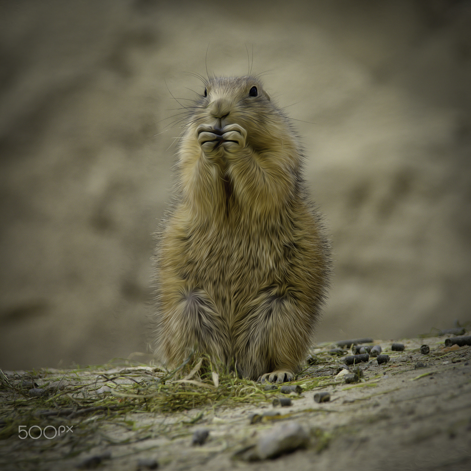 Sigma 18-200mm f/3.5-6.3 DC OS sample photo. Prairidog photography