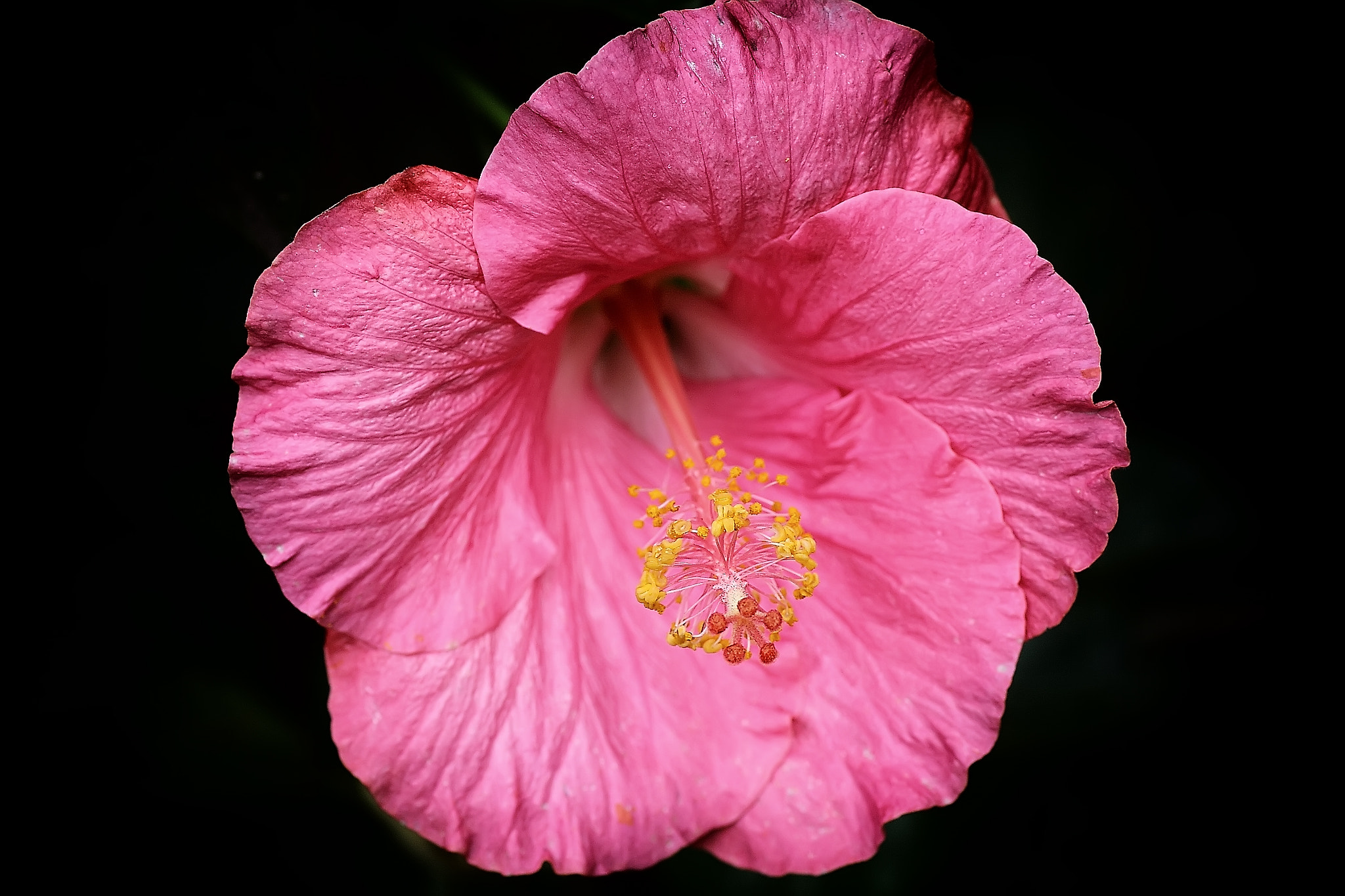 Canon EOS 50D + Tamron SP AF 90mm F2.8 Di Macro sample photo. Pink flower photography